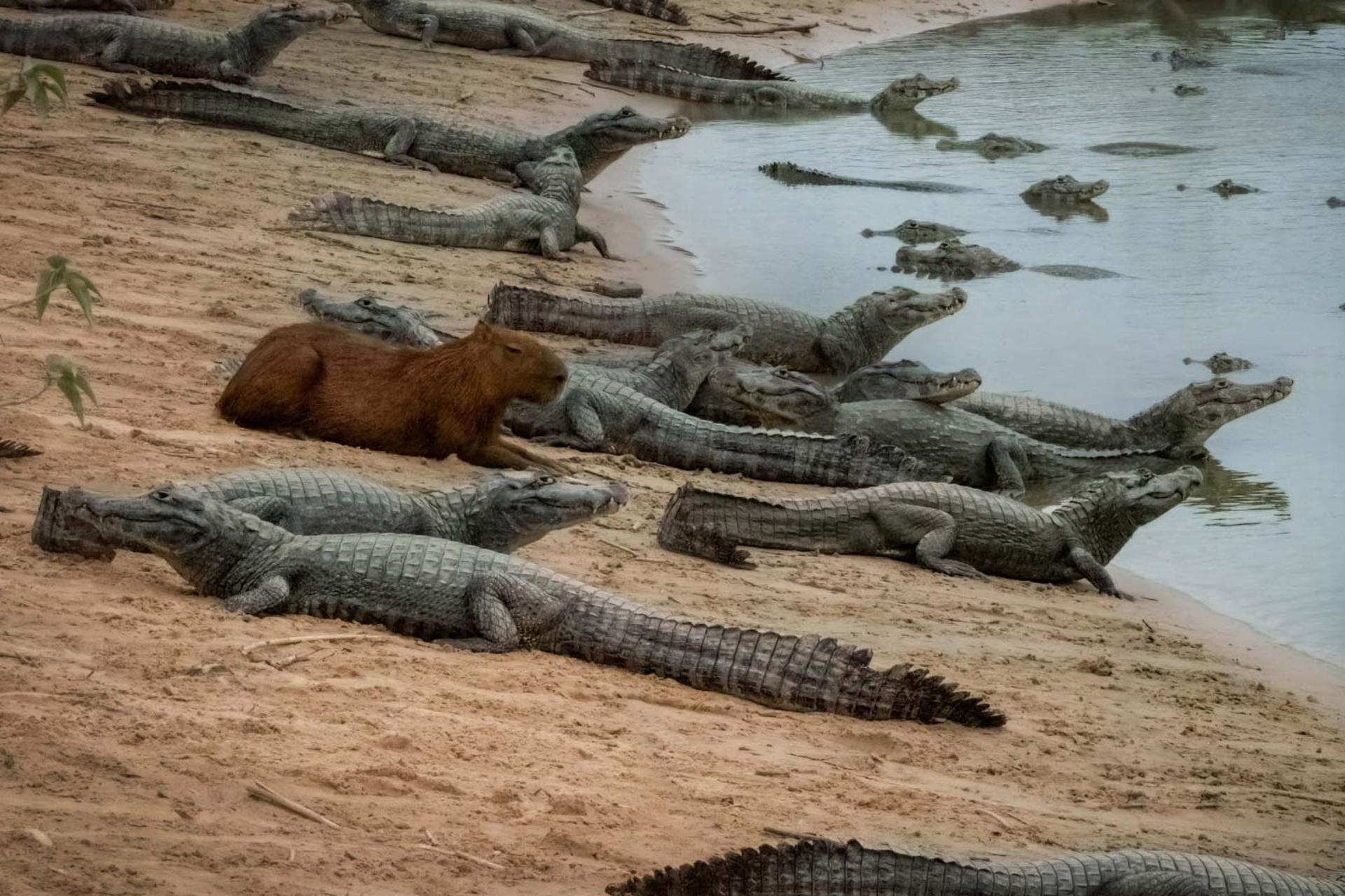 برگچه‌خوار در کنار دسته‌ای از تمساح‌ها در کنار برکه نشسته است