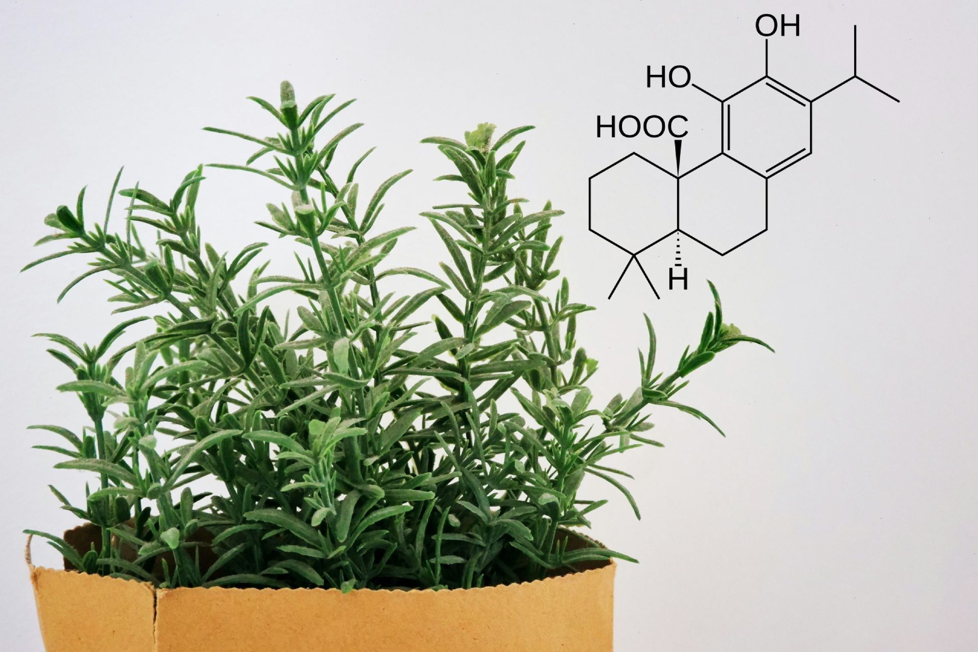 گیاه سبز رزماری در گلدان خاکی پس زمینه سفید با فرمول کارنوسیک اسید