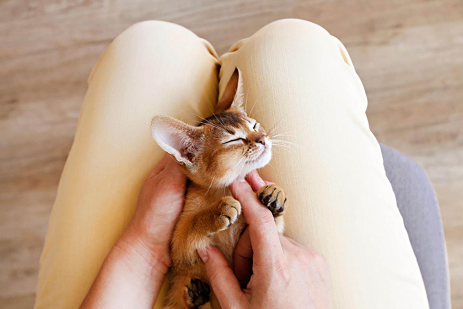 گربه درحال نوازش شدن