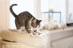 چرا گربه‌ها بیسکویت درست می‌کنند؟