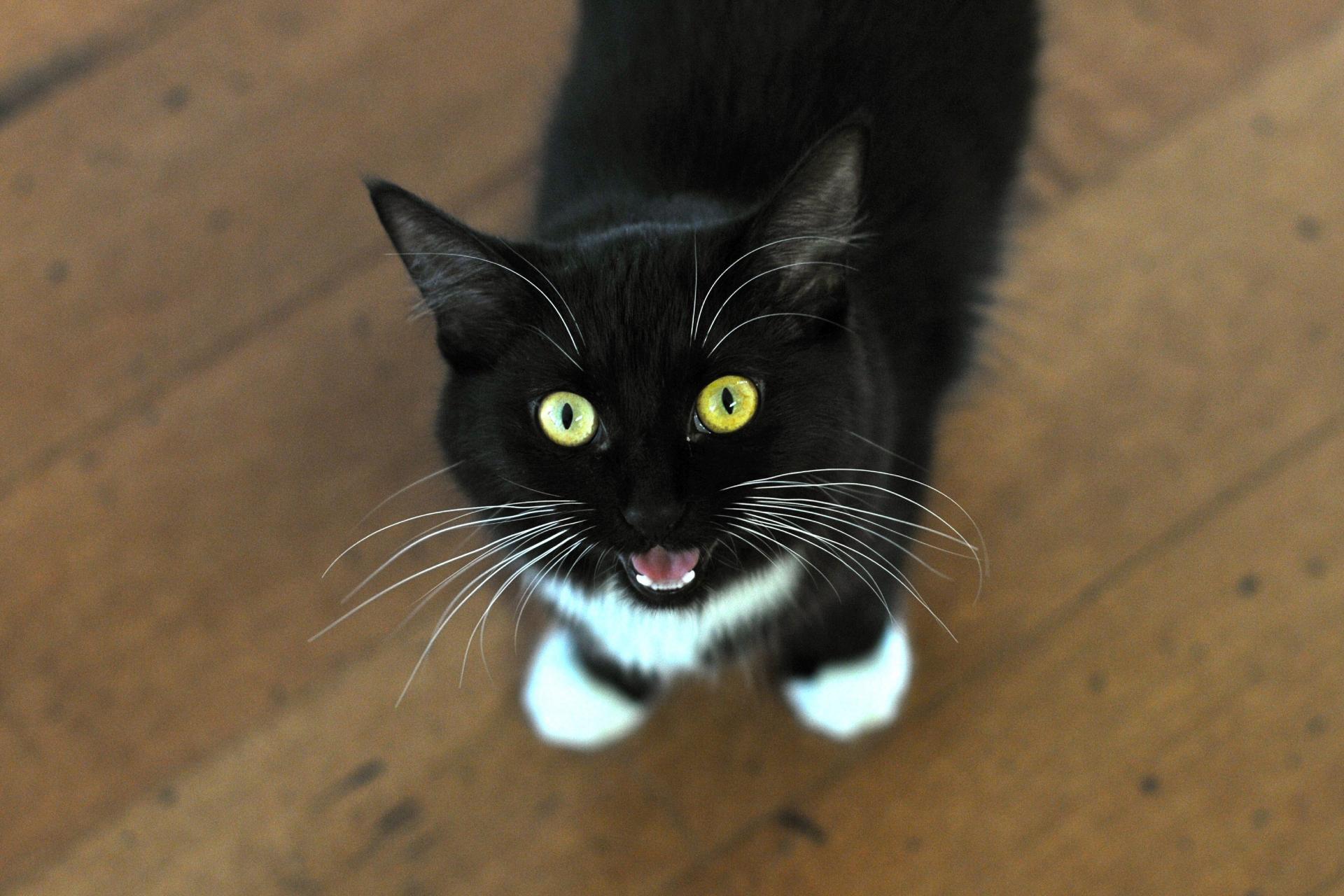 گربه شما آرام است یا پر سروصدا؟ پاسخ در ژن‌های او نهفته است