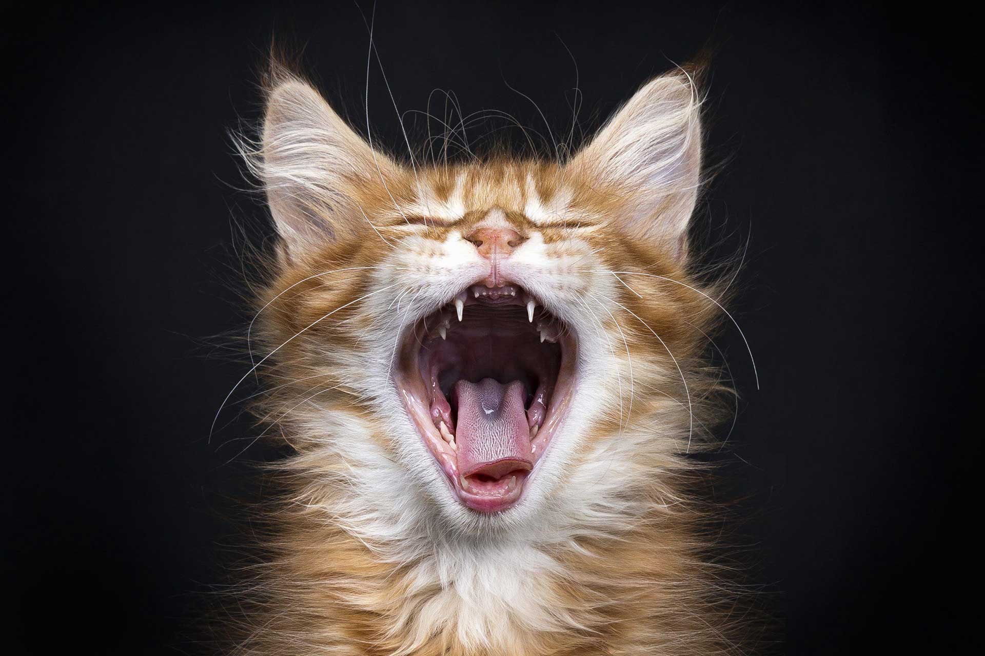 cat screaming 6580a4b88412edb5a5b99498