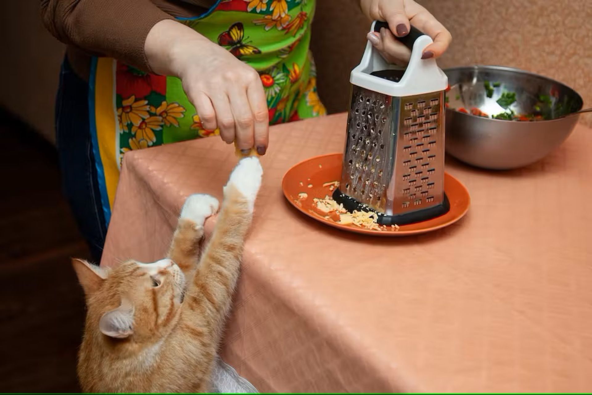 گربه درحال تلاش برای گرفتن غذا از انسان
