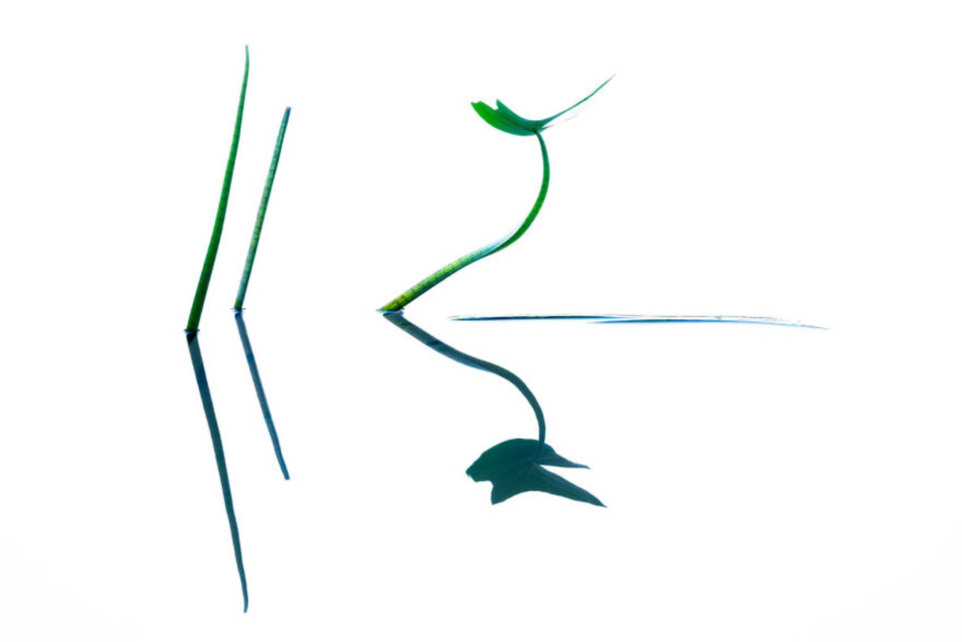 مقام اول دسته قارچ‌ها و گیاهان مسابقه عکاسی GDT سال ۲۰۲۴