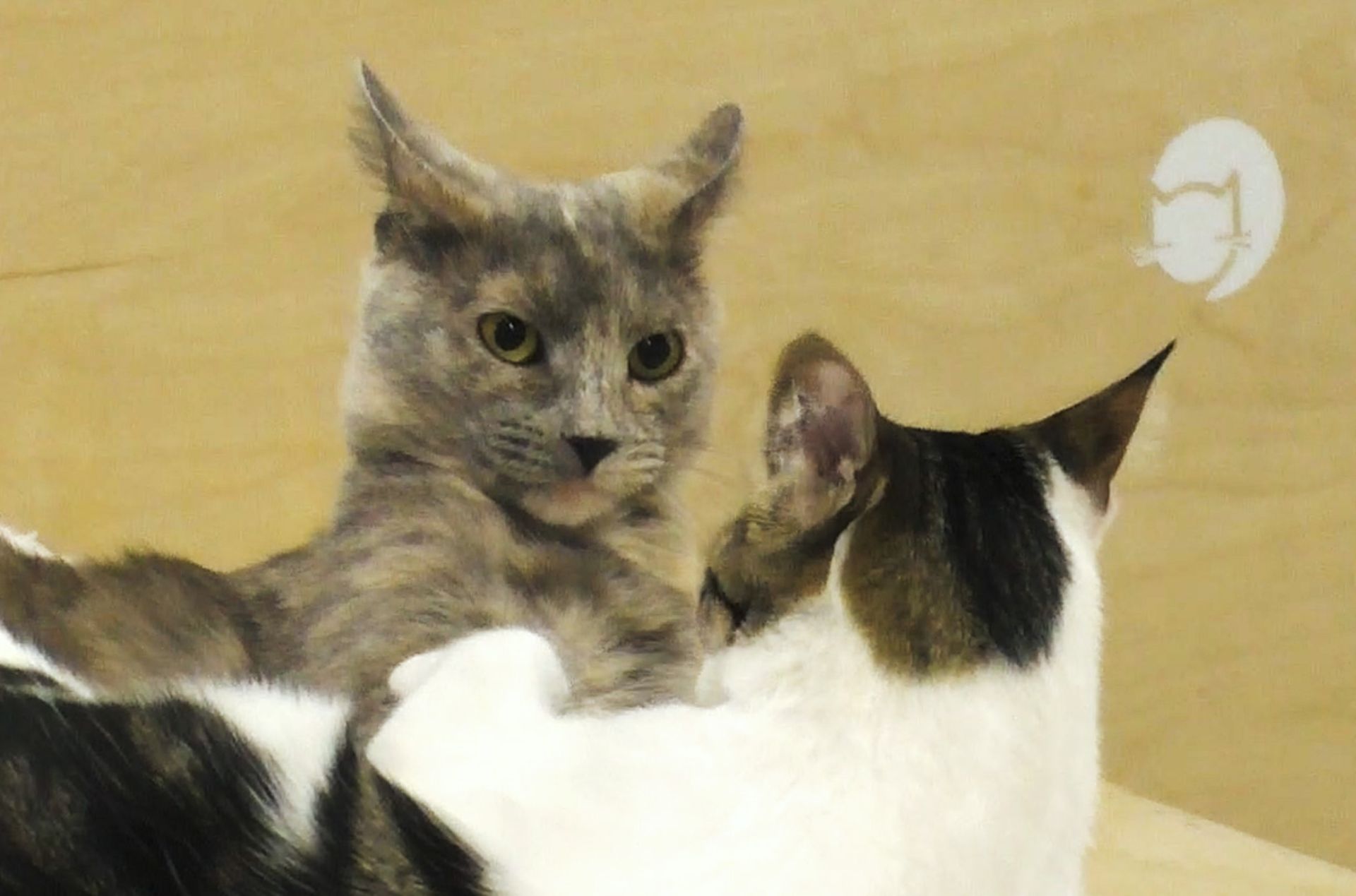 دو گربه در حال دعوا