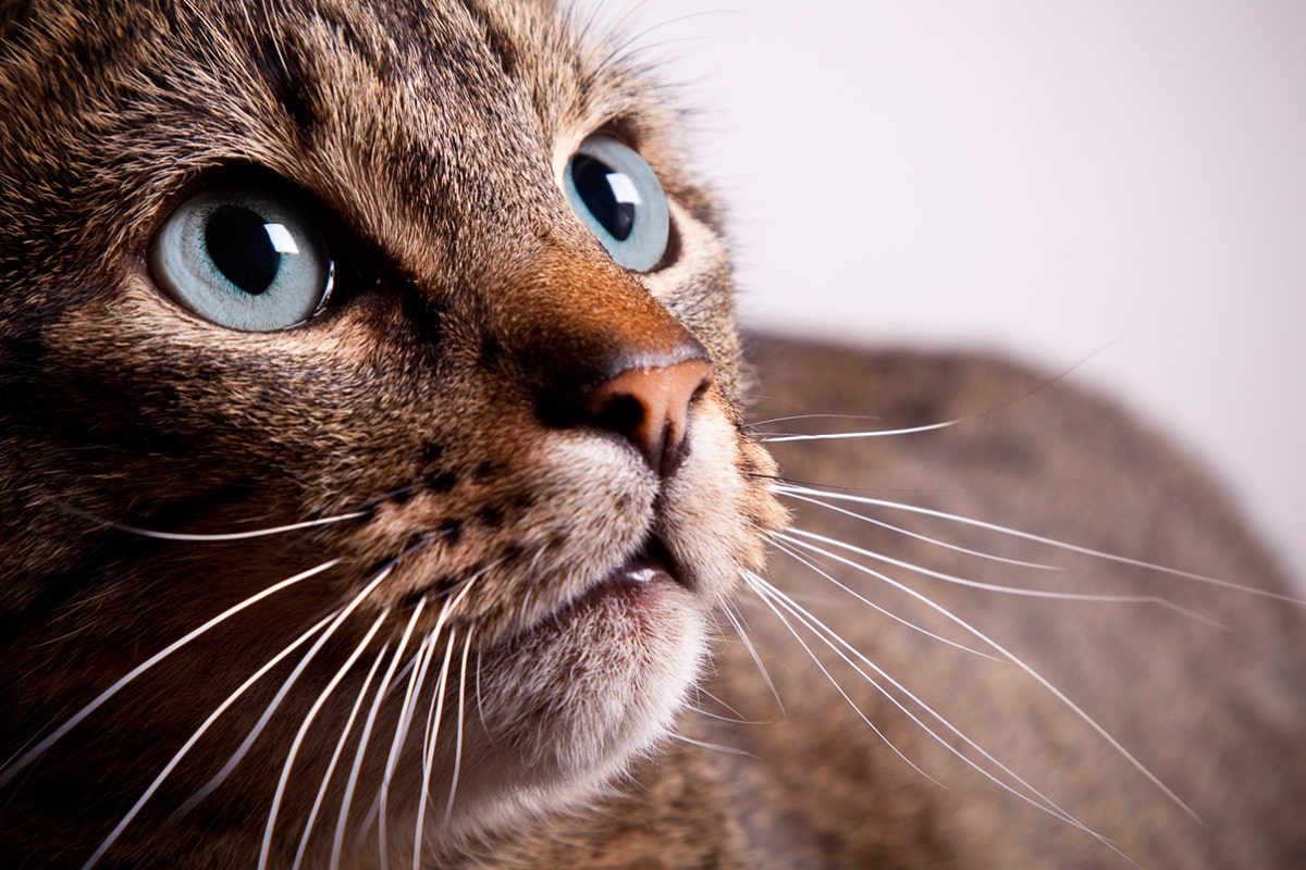 راز تنوع بالای رنگ چشم در گربه‌های امروزی چیست؟