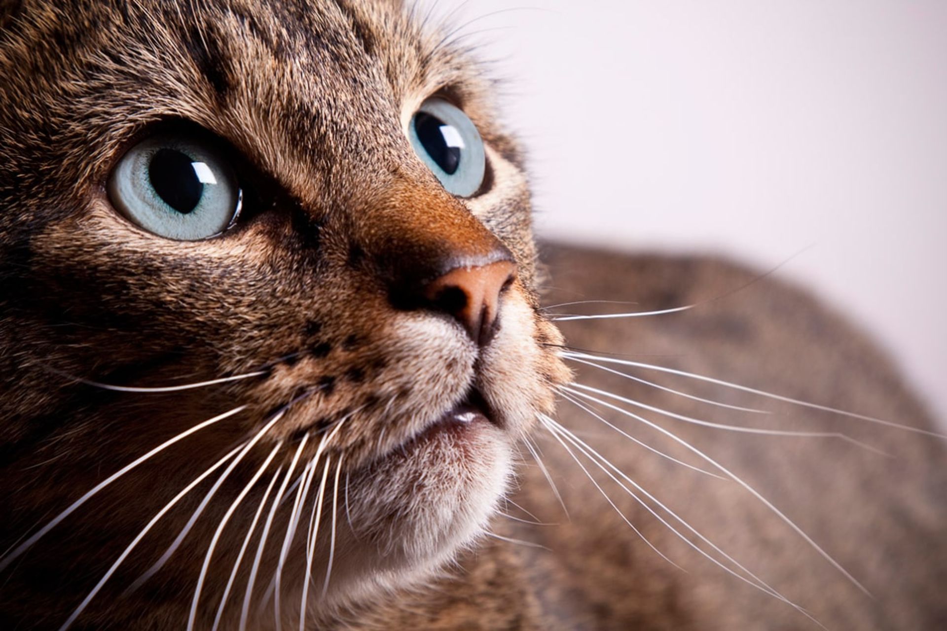 گربه خاکی رنگ چشم آبی
