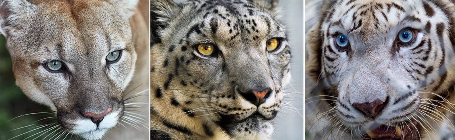 رنگ چشم گربه‌سانان