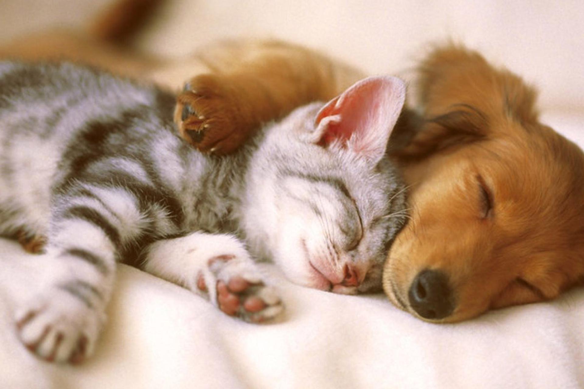 گربه و سگ در حال خواب کنار یکدیگر