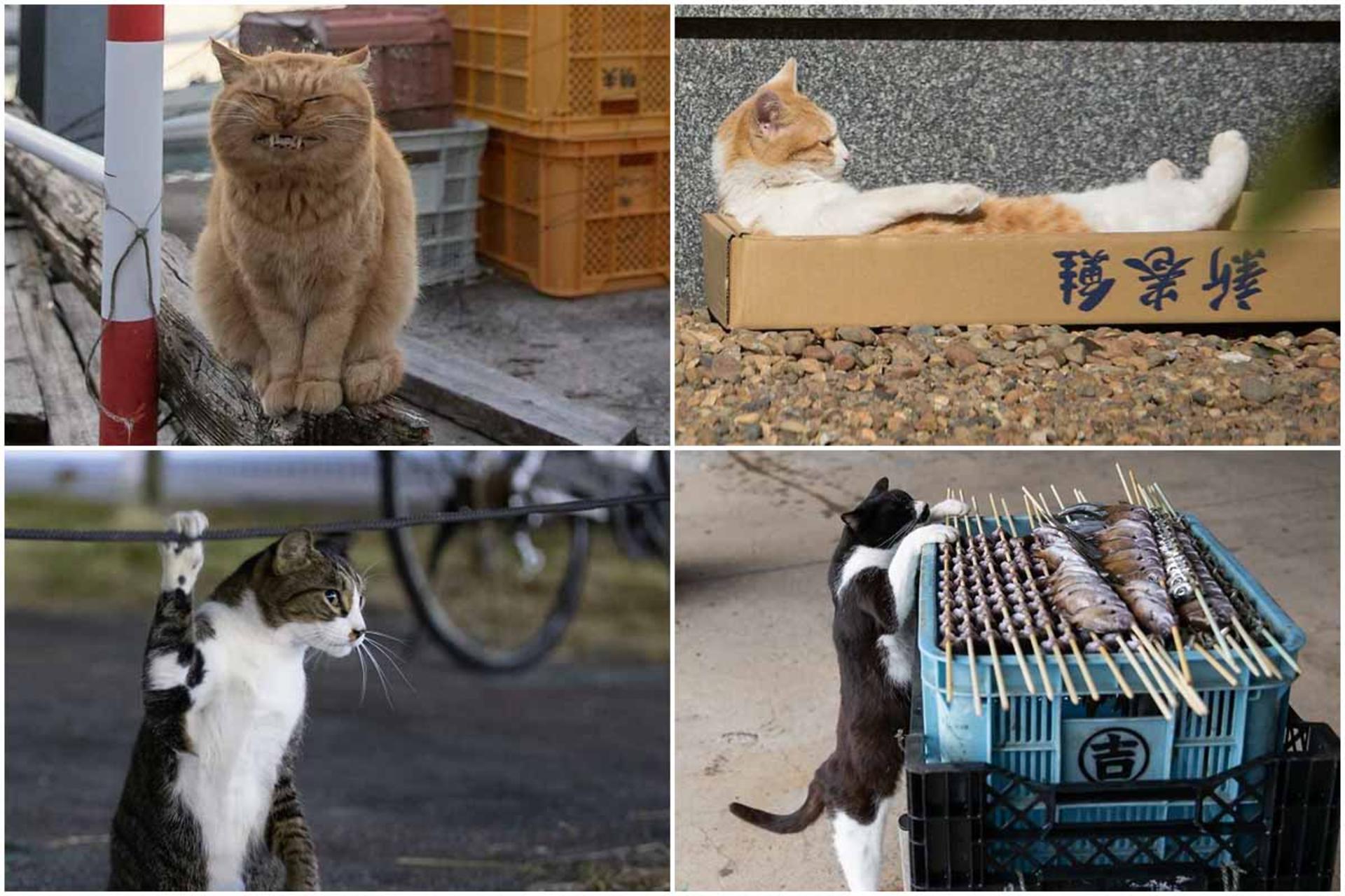 شخصیت متفاوت گربه‌ها خیابانی