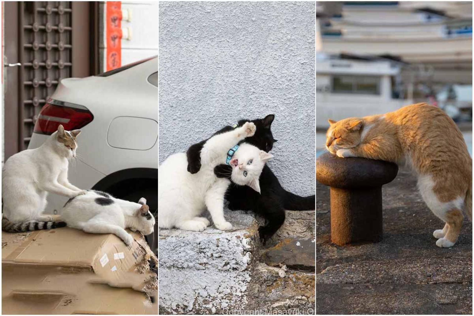 حتی اگر عاشق گربه‌ها نیستید، این عکس‌ها را از دست ندهید