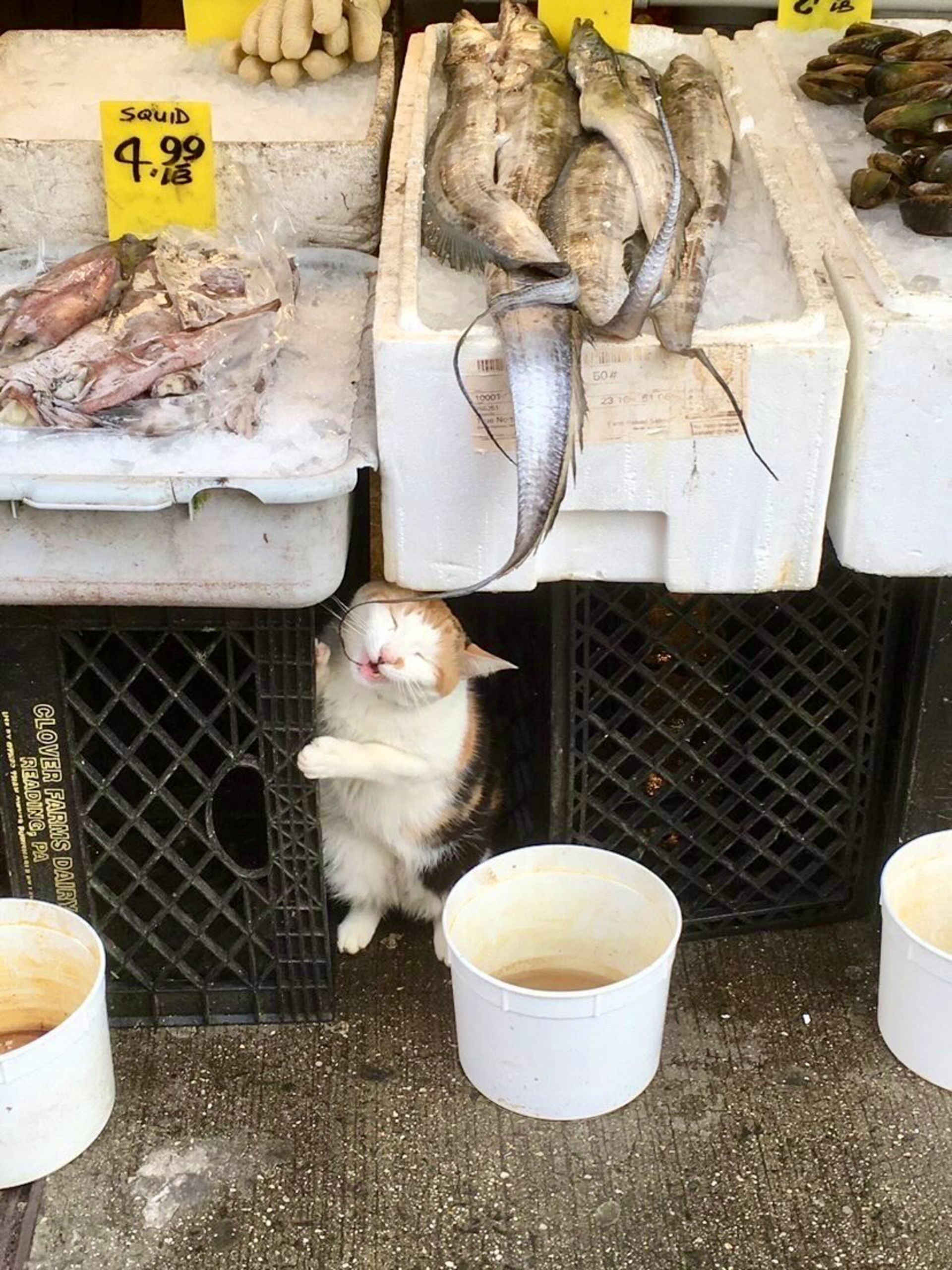 گربه مشغول خوردن ماهی