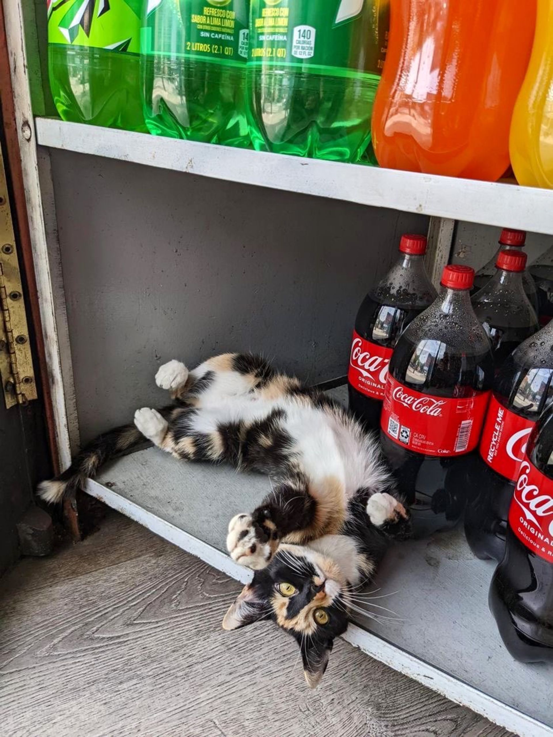 گربه در فروشگاه کنار کولا