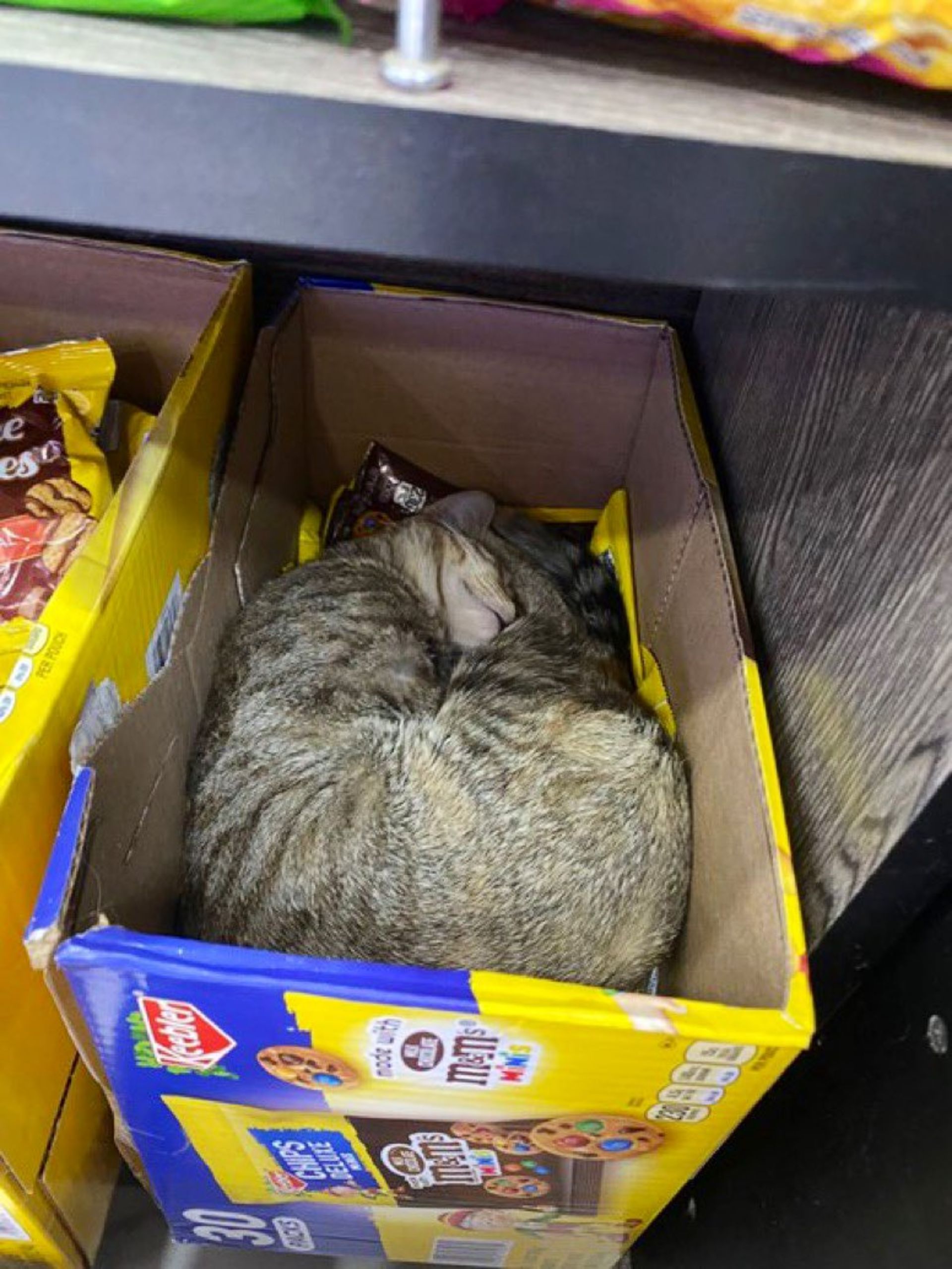 گربه خوابیده در فروشگاه