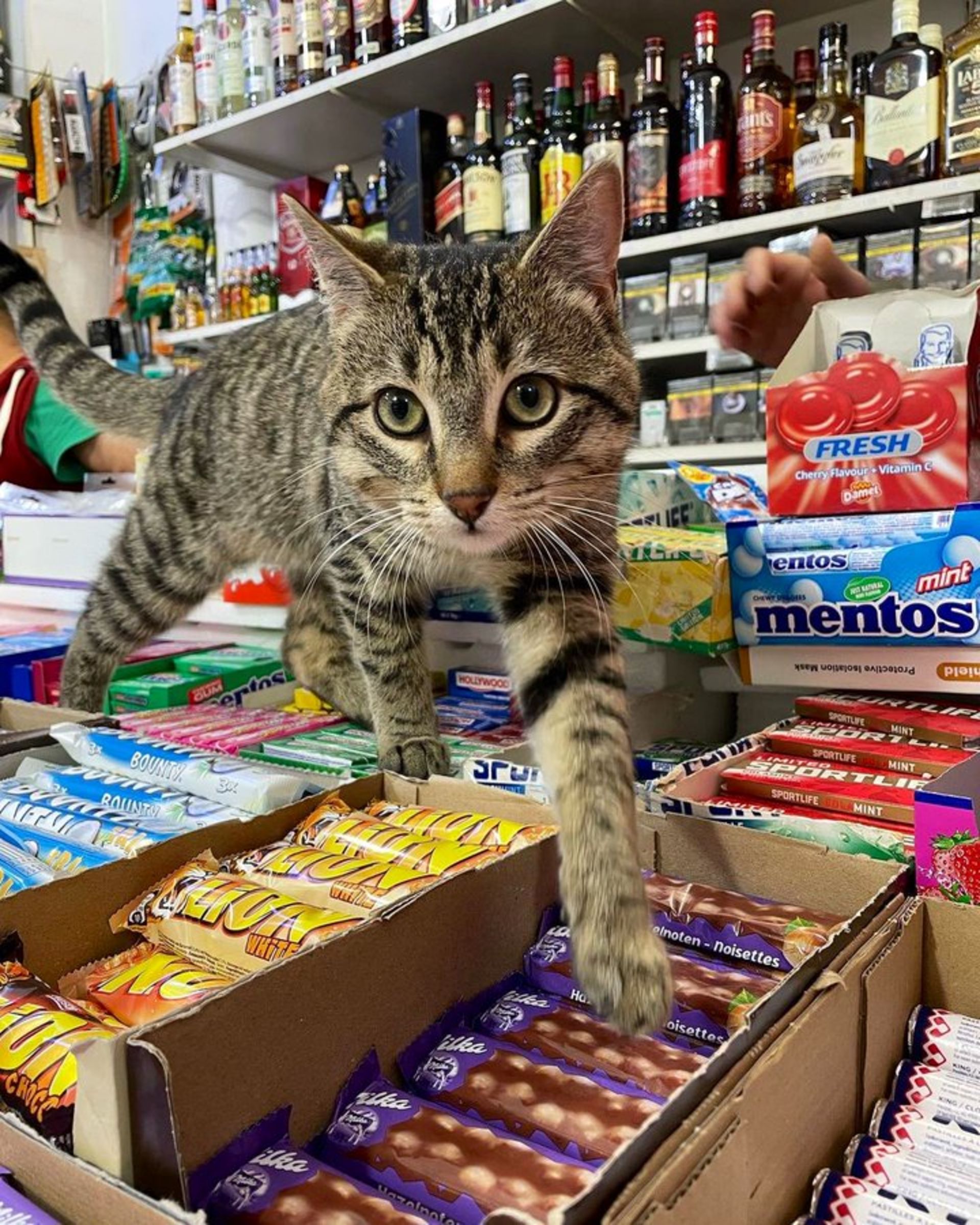 گربه در فروشگاه روی جعبه شکلات‌ ها