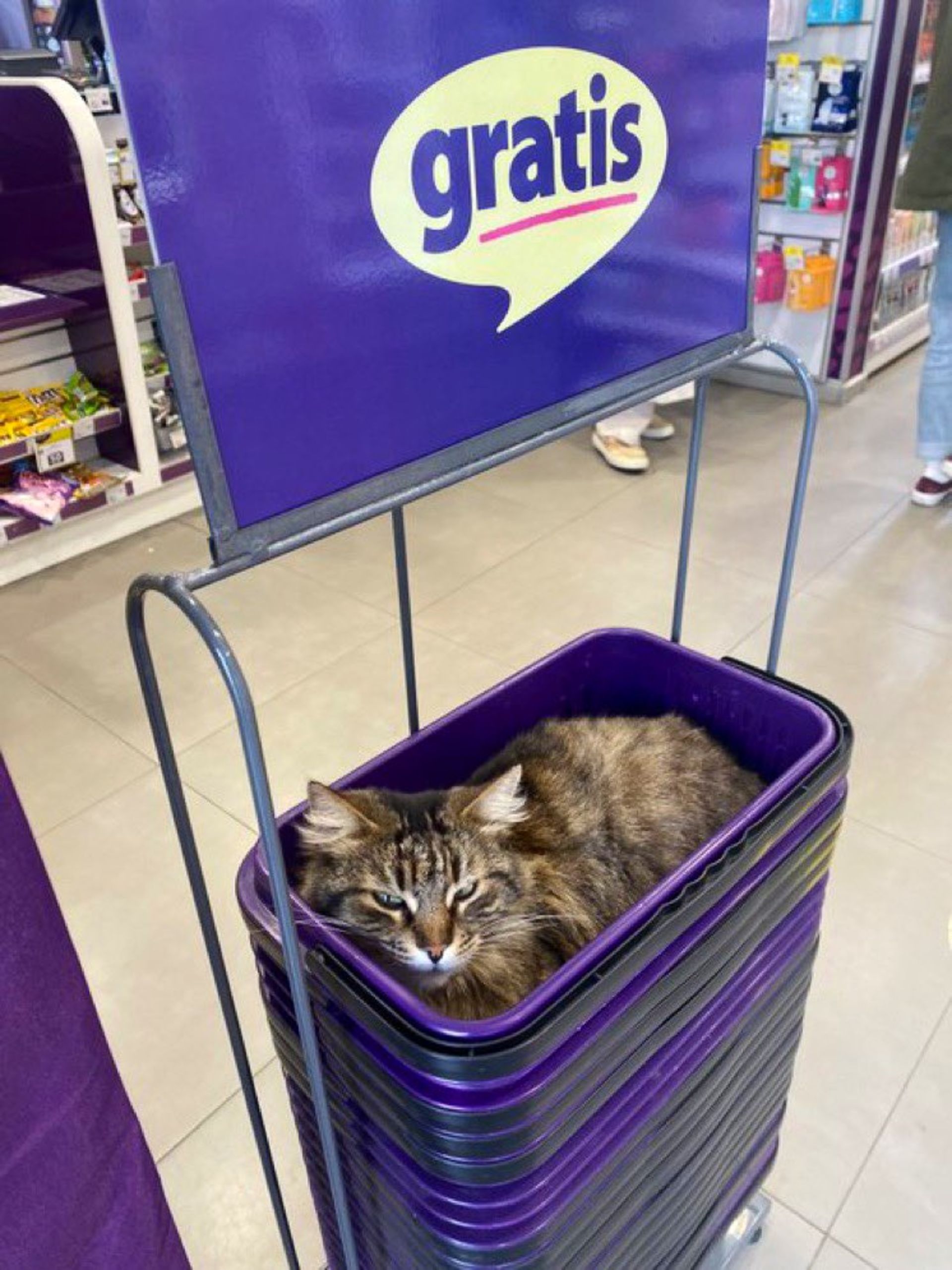 گربه خوابیده در سبد خرید فروشگاه