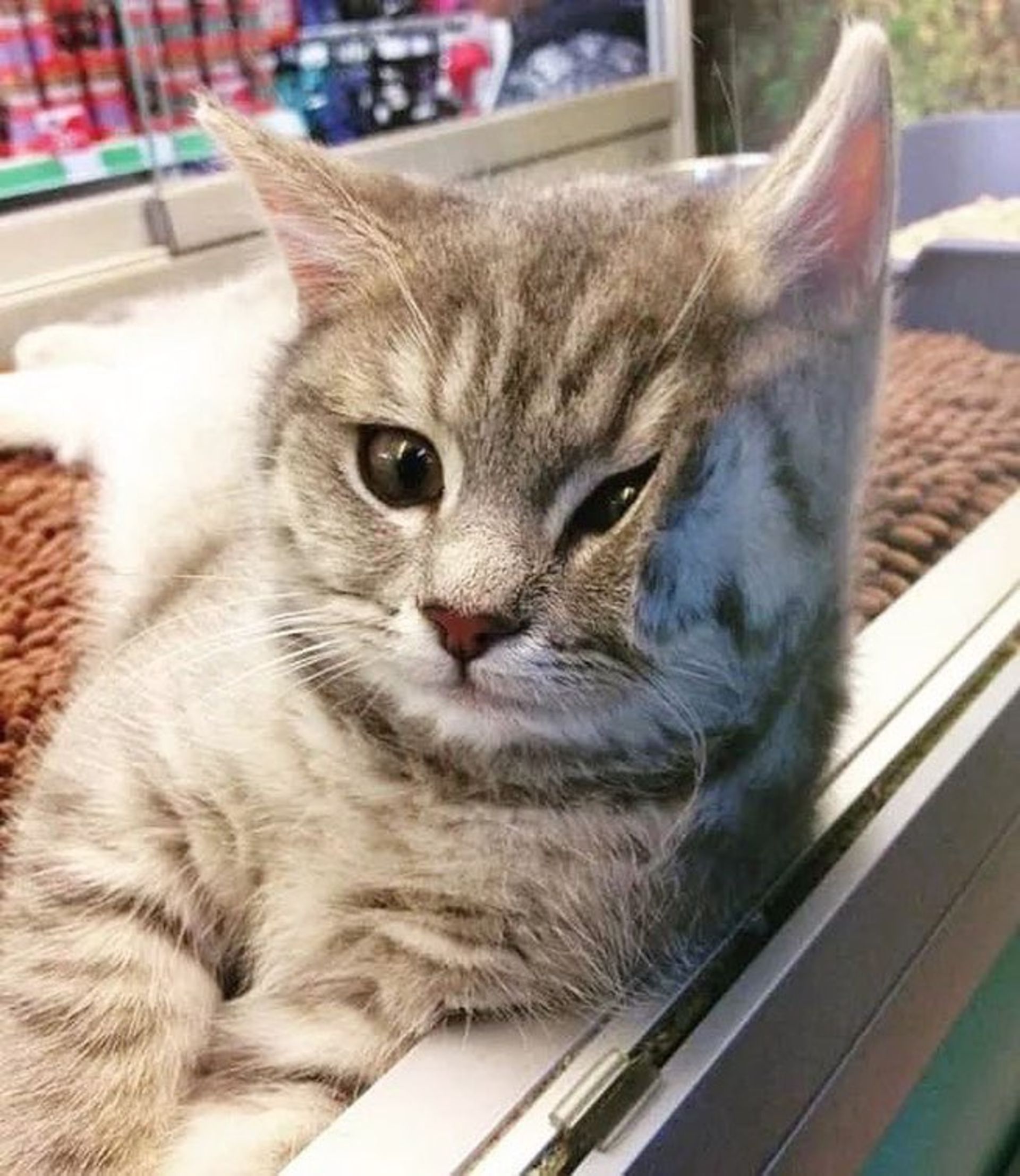 گربه چسبیده به شیشه فروشگاه
