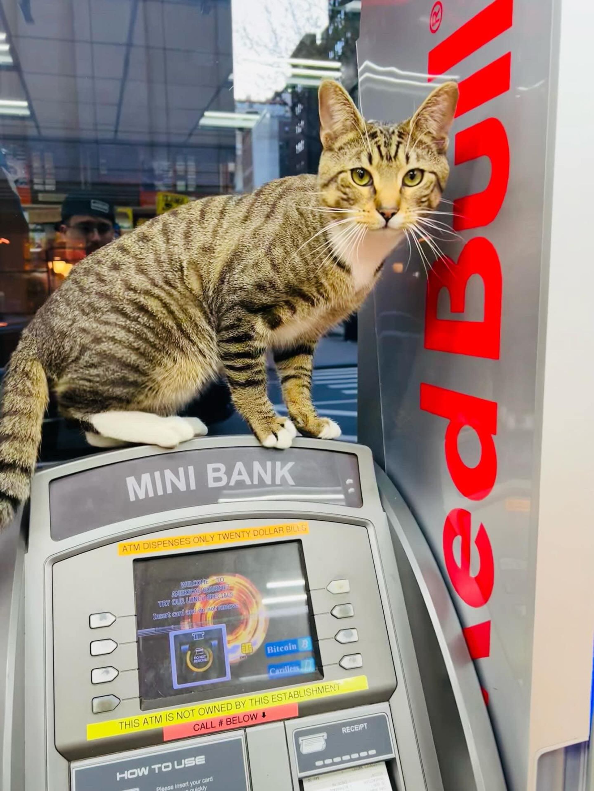 گربه روی ماشین خودپرداز فروشگاه