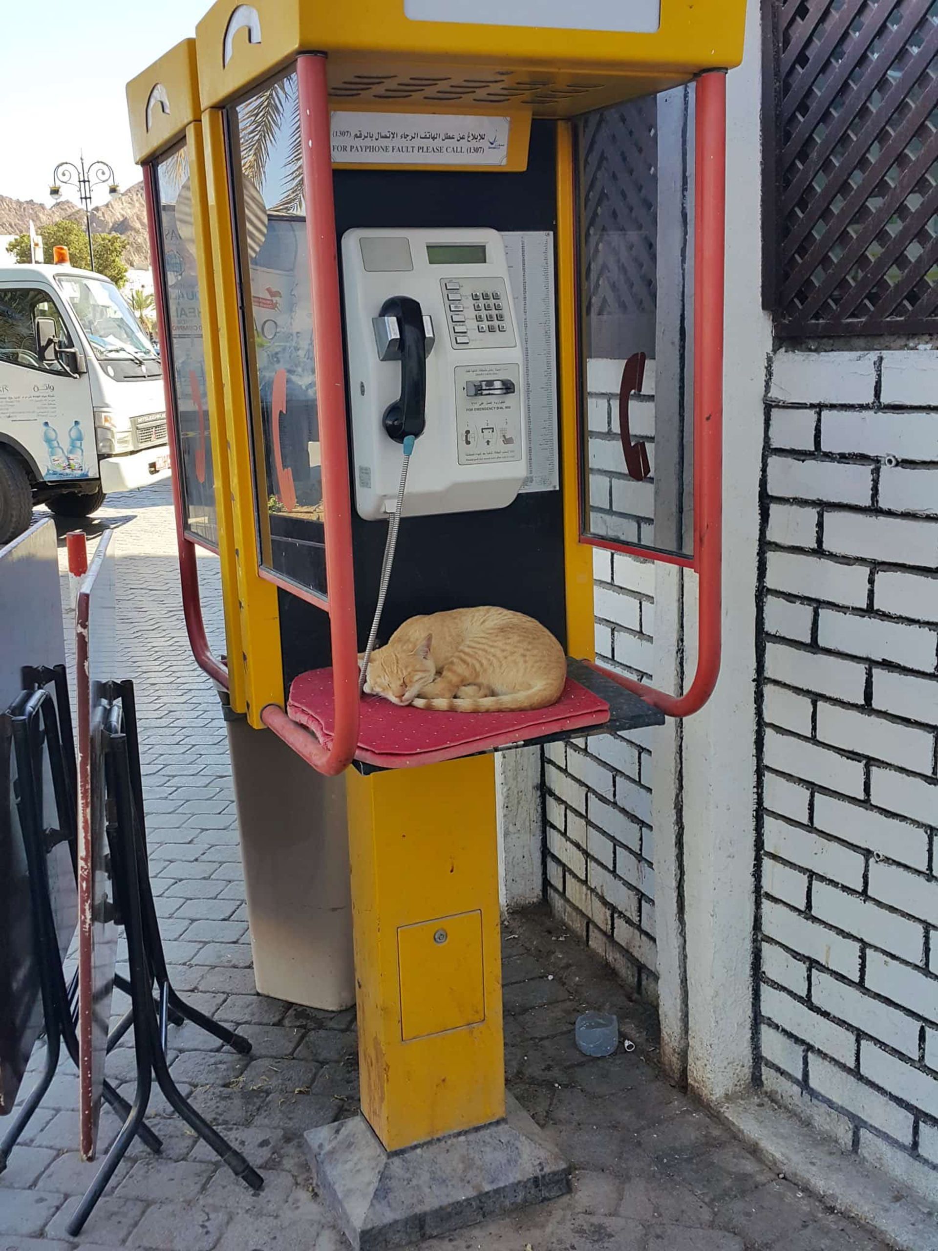 گربه در تلفن عمومی