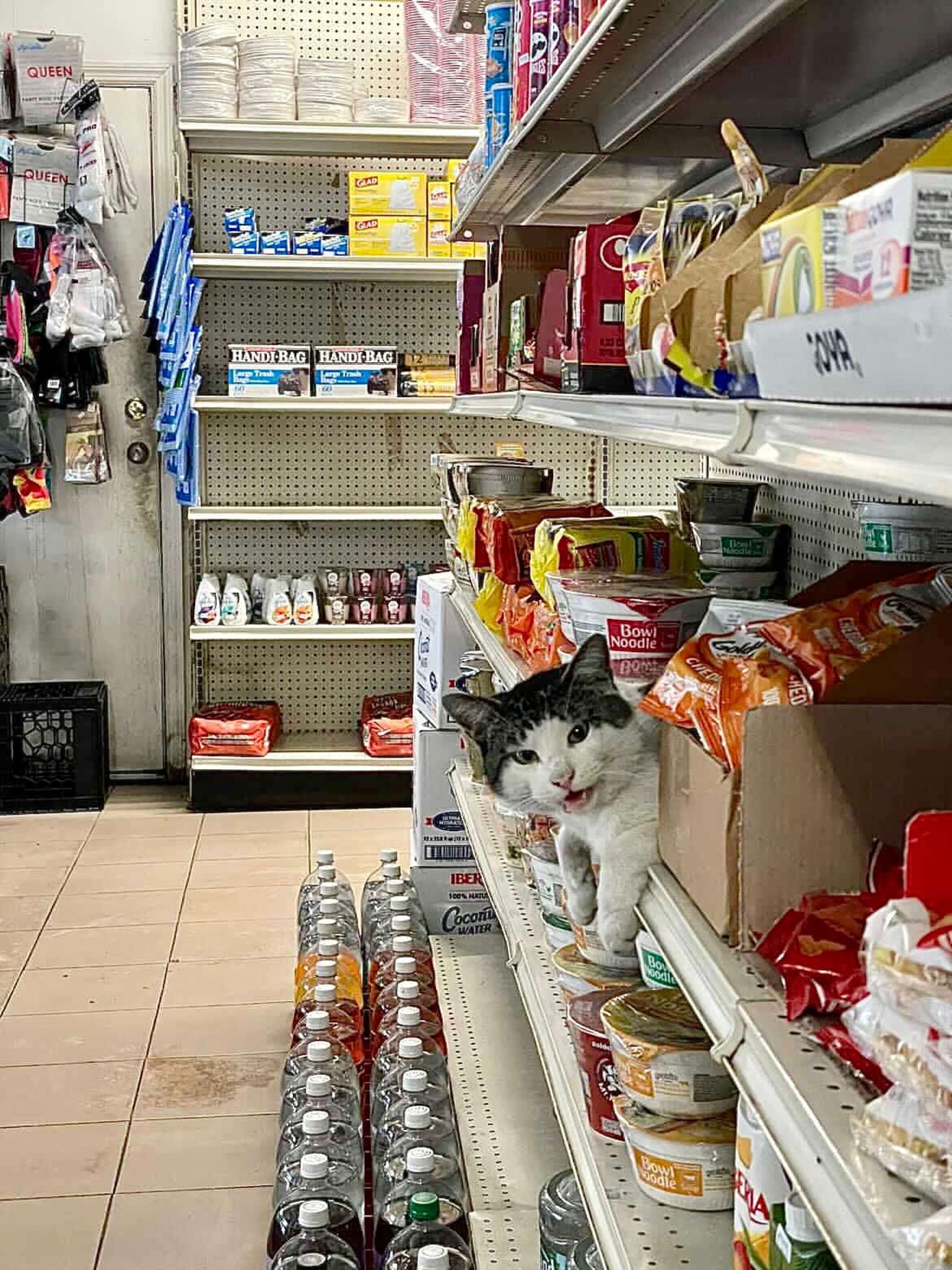 گربه در قفسه فروشگاه