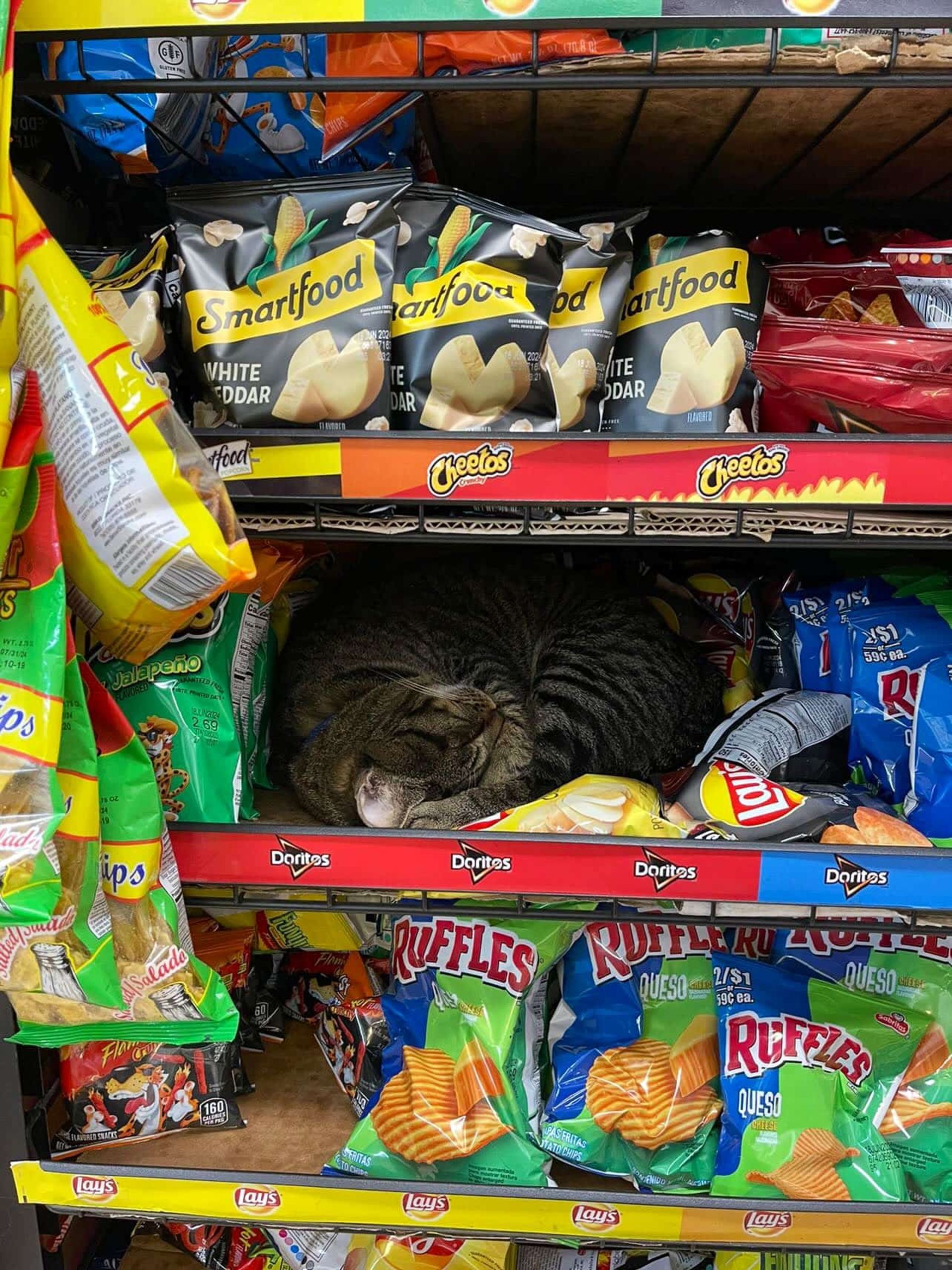 گربه در قفسه فروشگاه