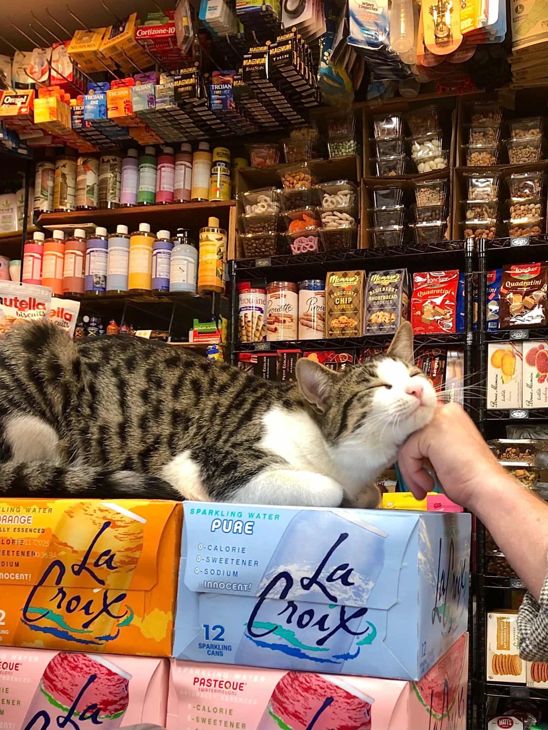 ناز کردن گربه در فروشگاه