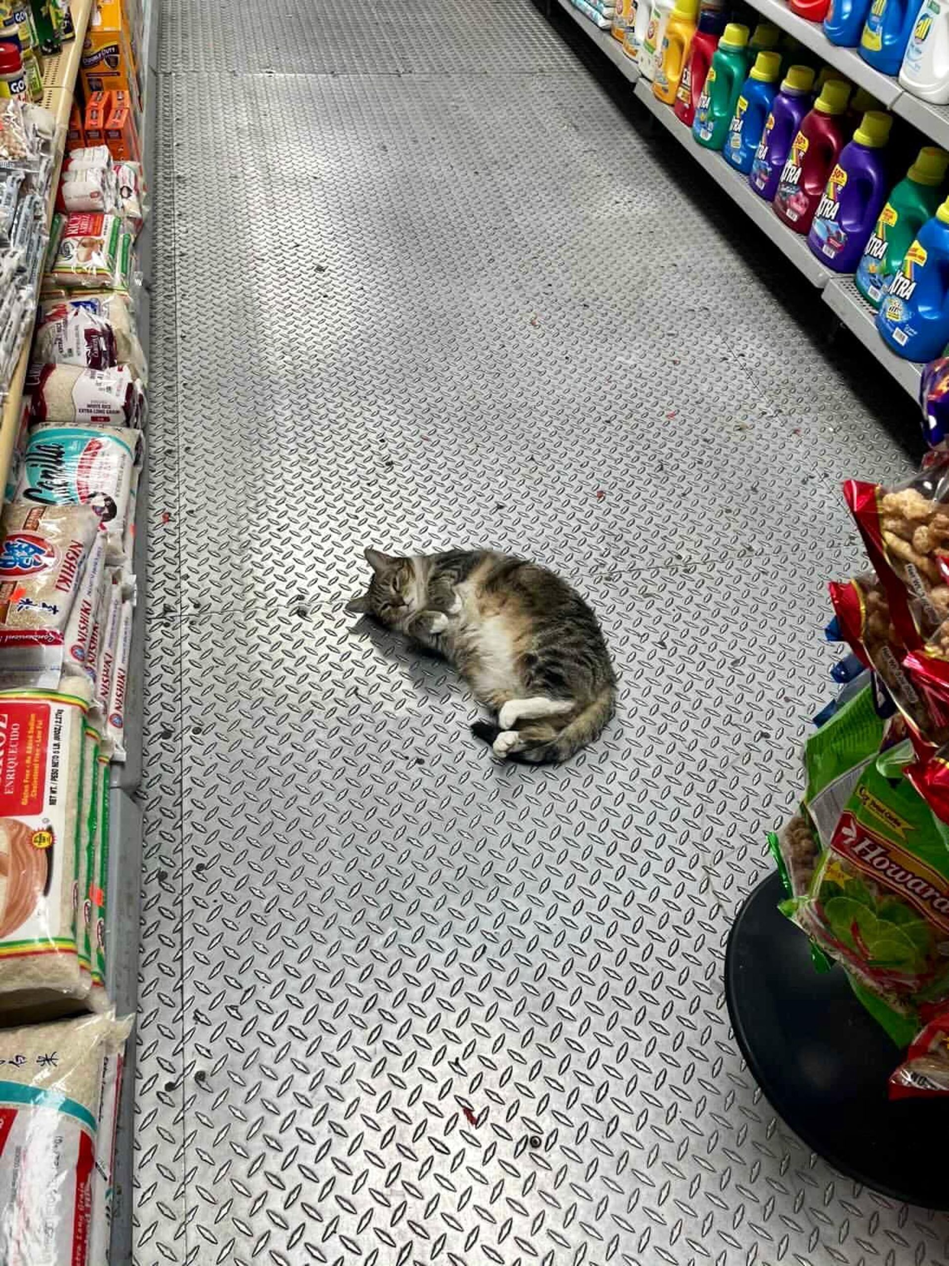گربه خوابیده کف فروشگاه