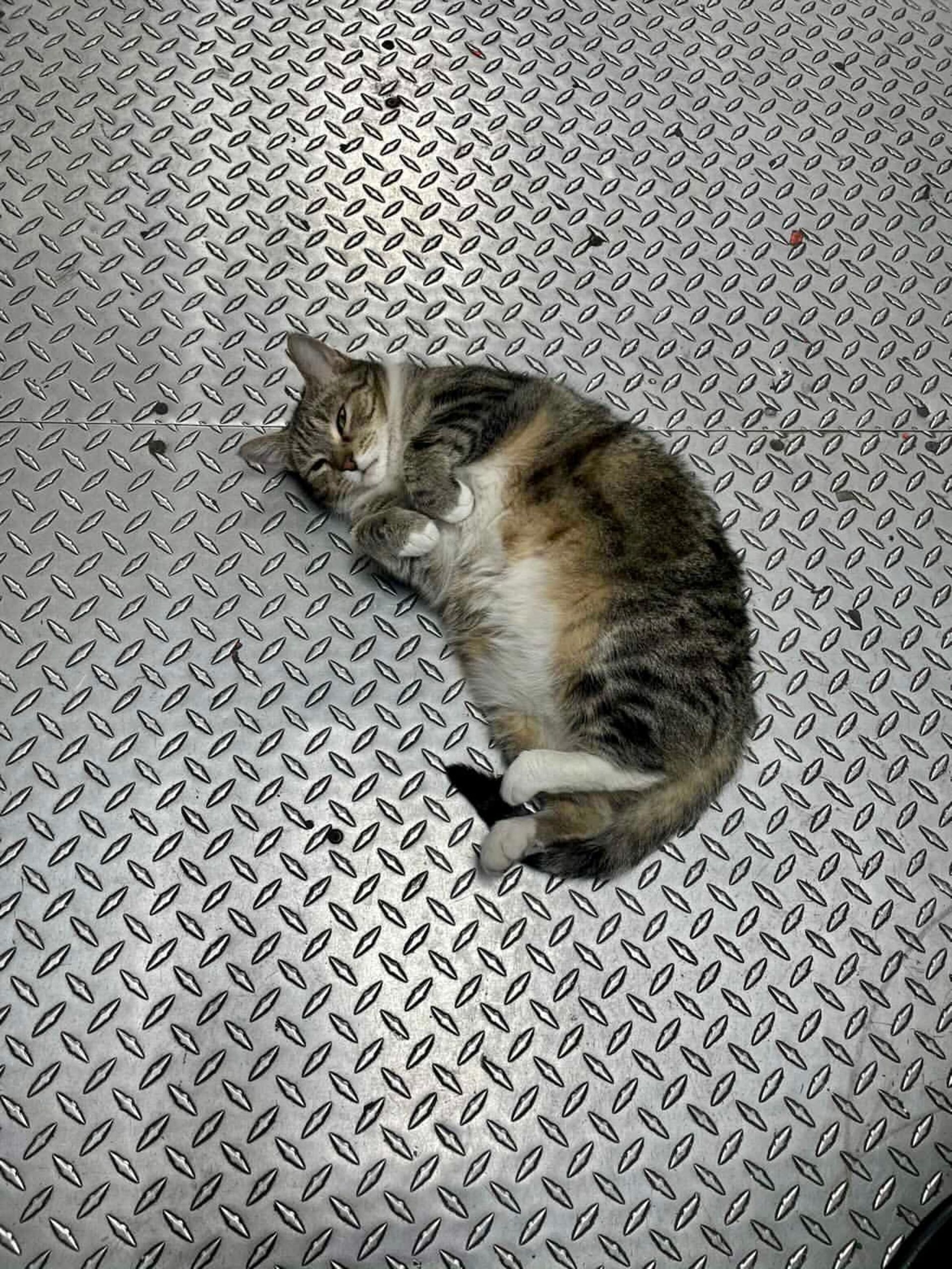 گربه خوابیده کف فروشگاه