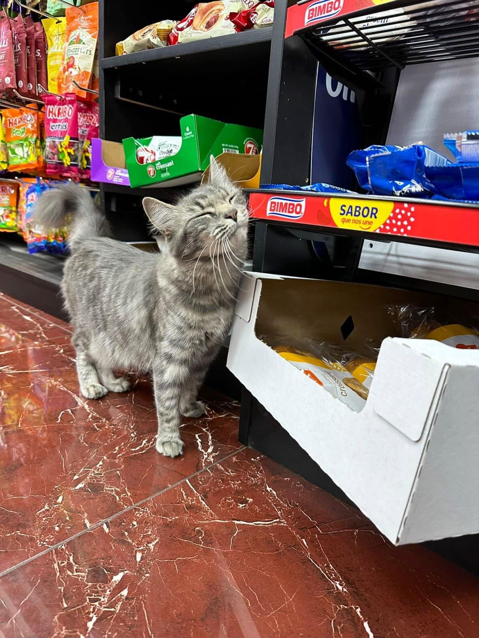 گربه در فروشگاه