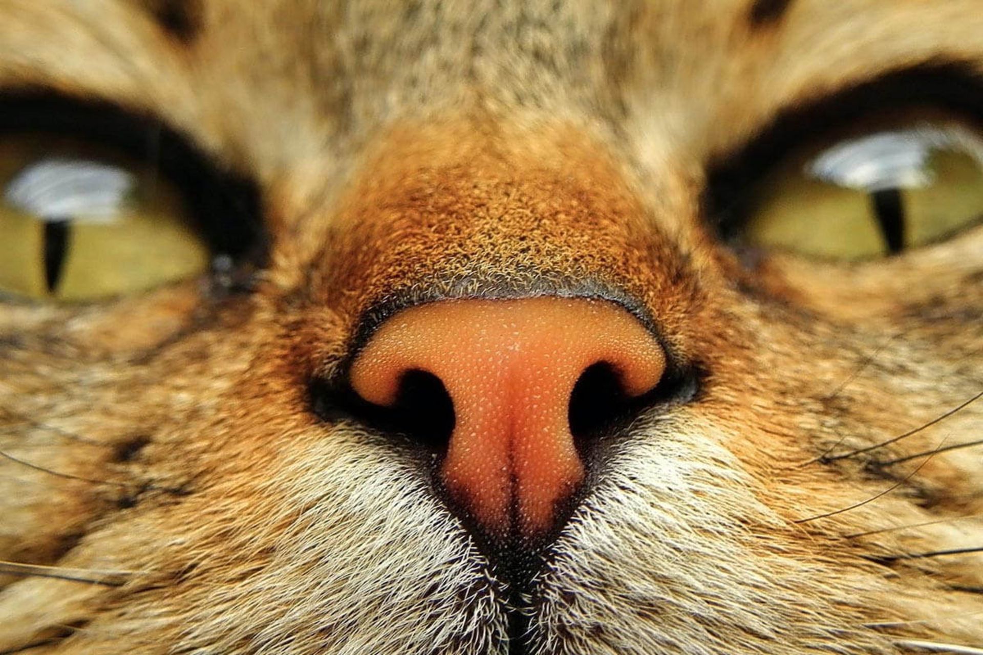 نمای نزدیک صورت گربه بنگال عسلی