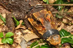 کروکودیل گونه osteolaemus tetraspi