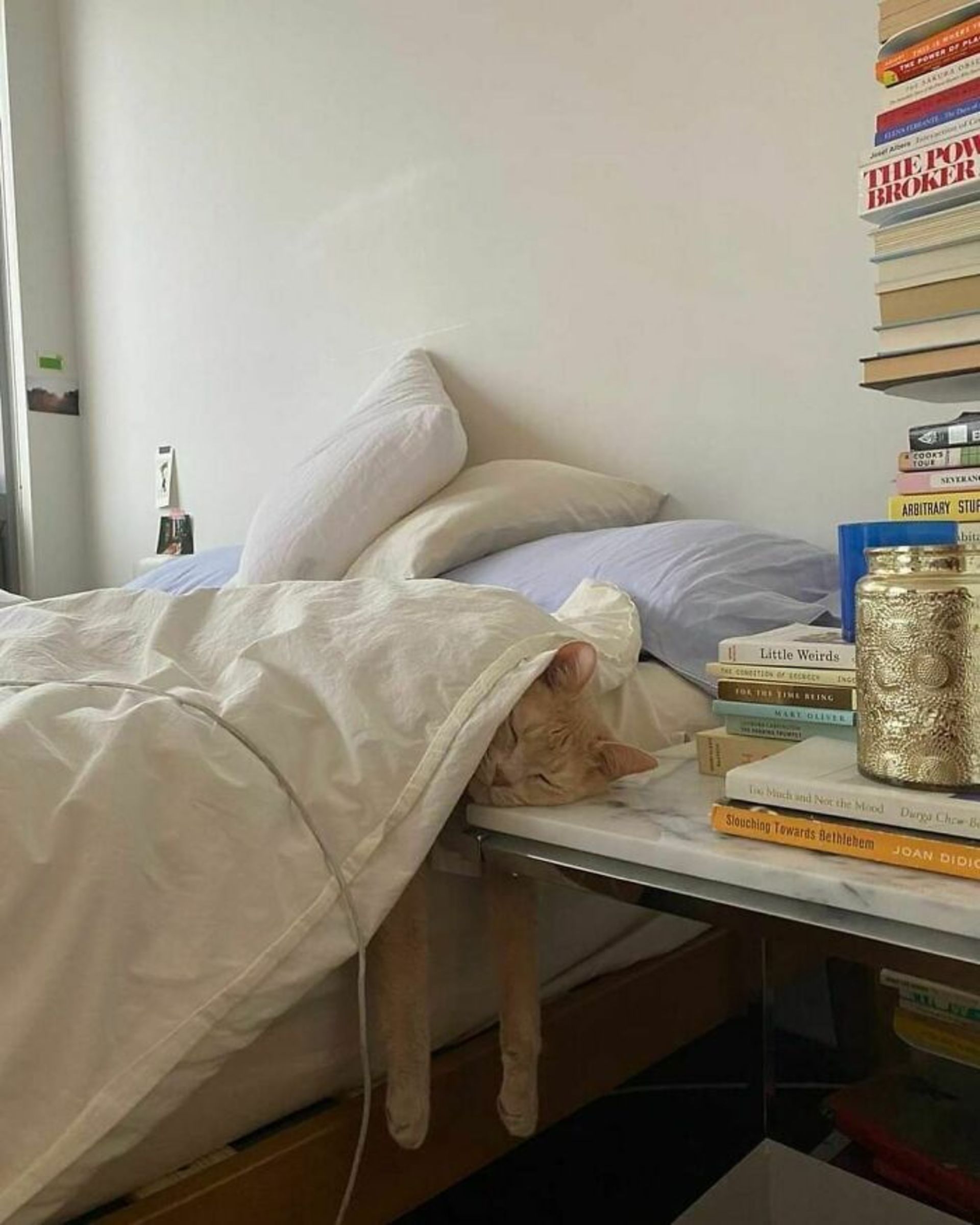گربه خوابیده روی تخت زیر لحاف