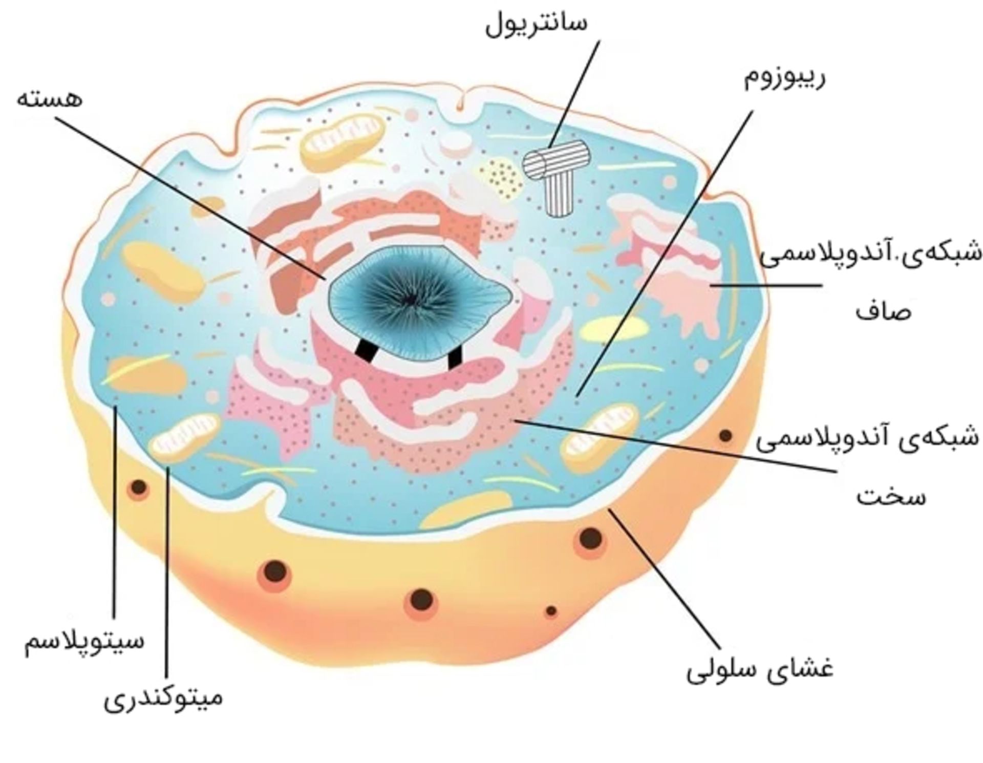 ساختار سلول