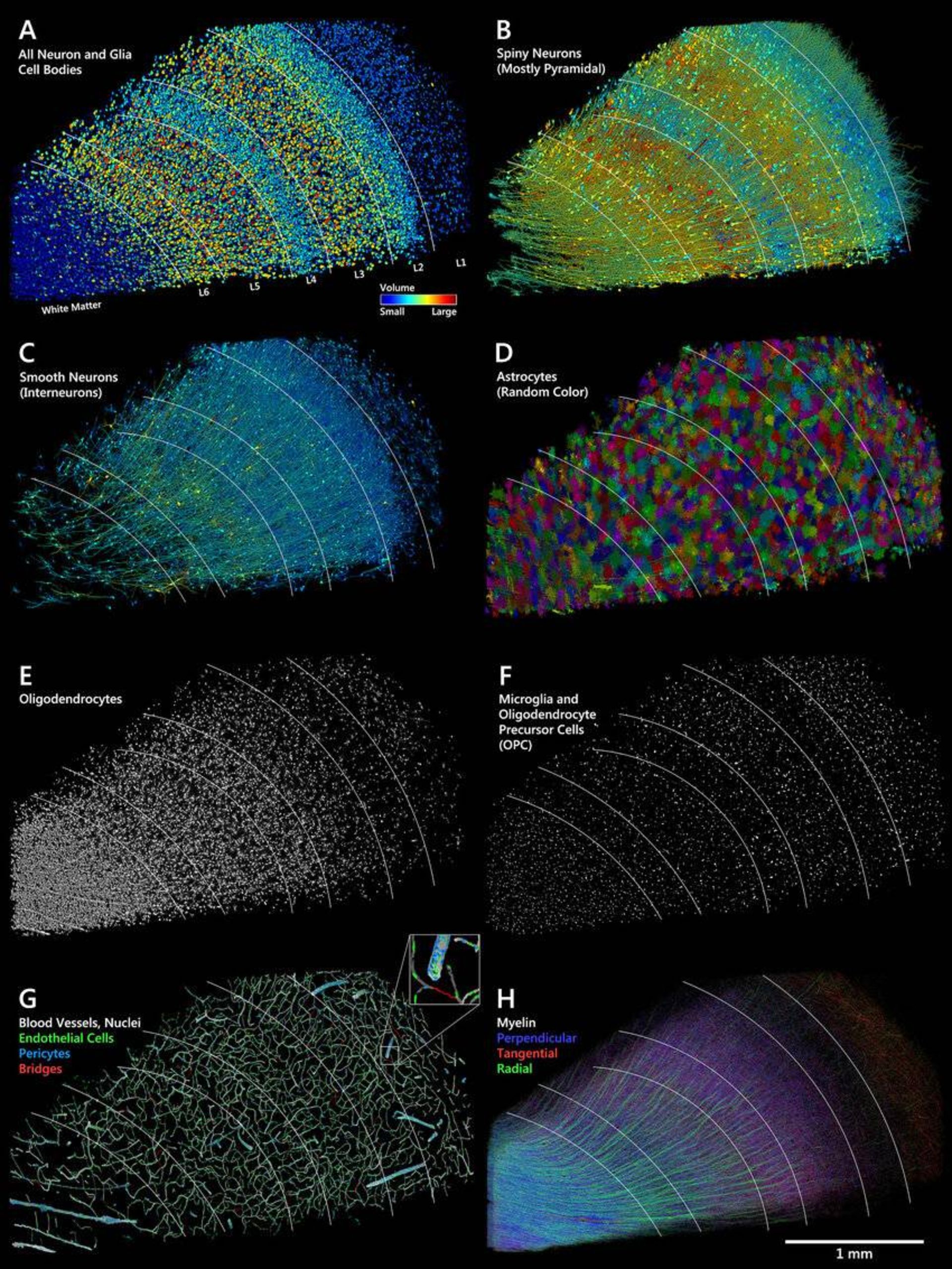 سلول ها و عروق خونی مغز