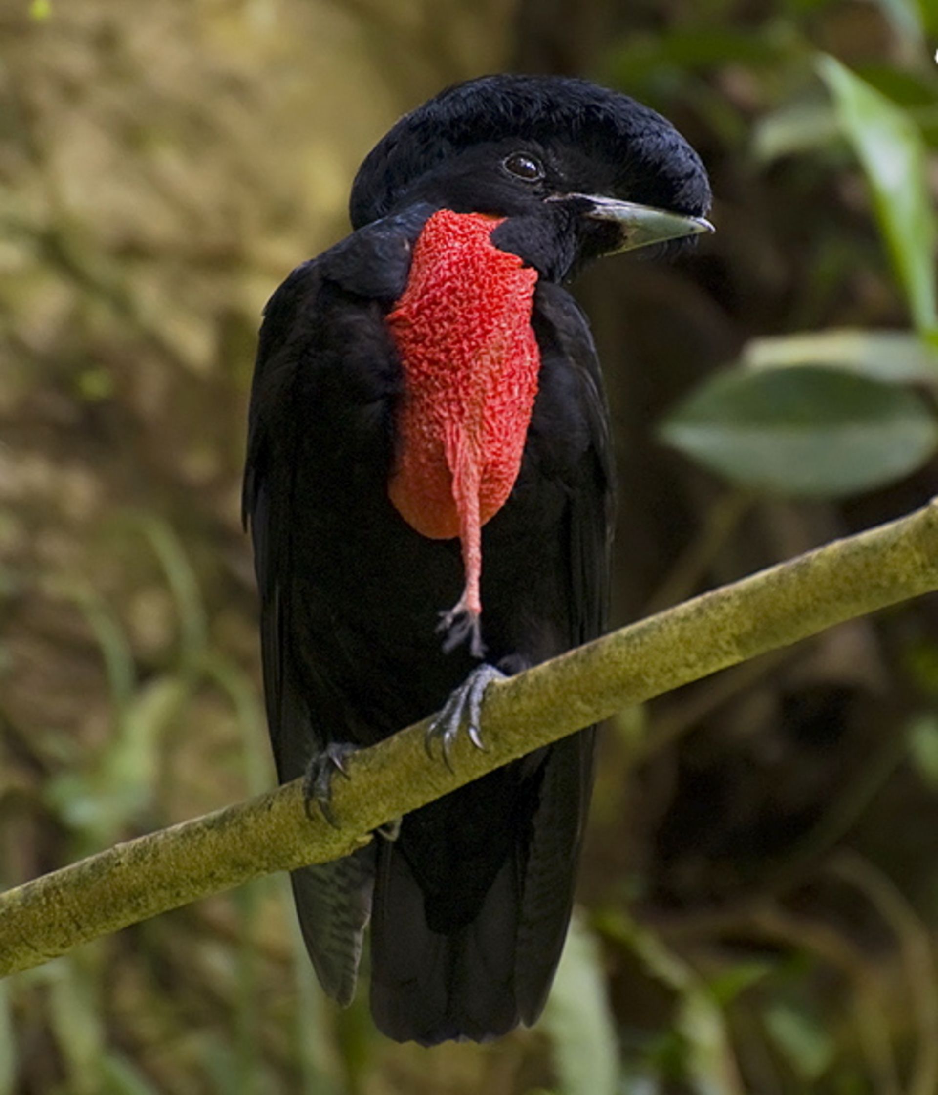 چترمرغ گردن‌برهنه- Cephalopterus glabricollis