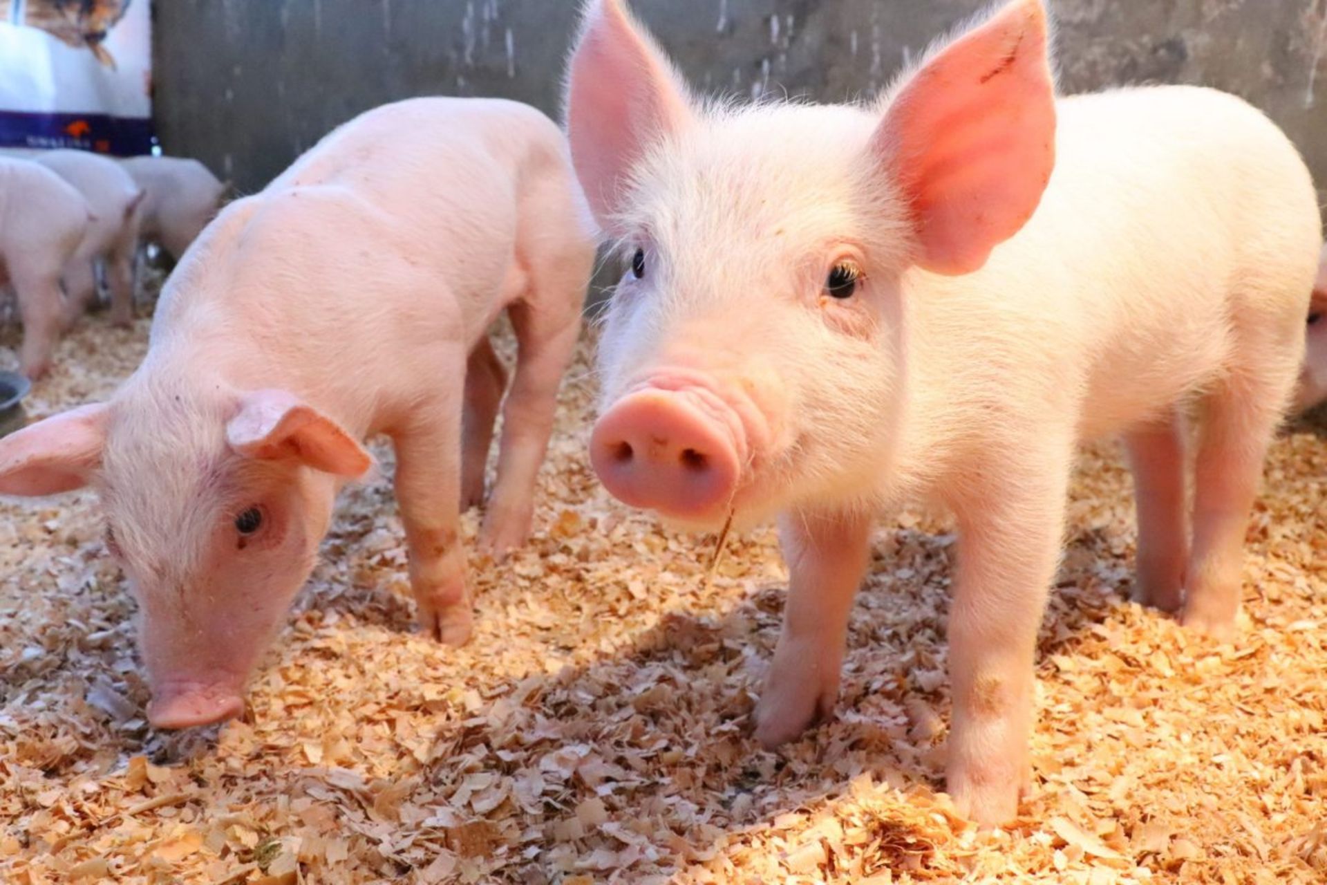 پیوند قلب خوک به نوزاد انسان