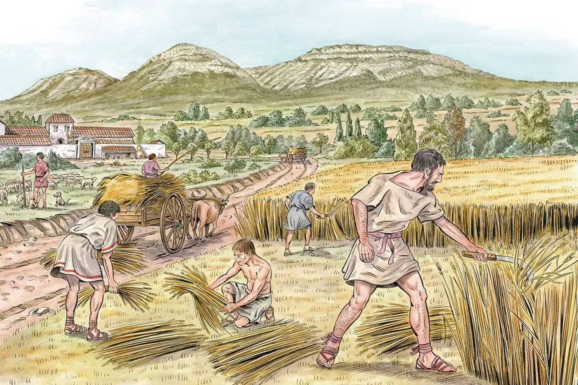 نقاشی از برداشت غلات 