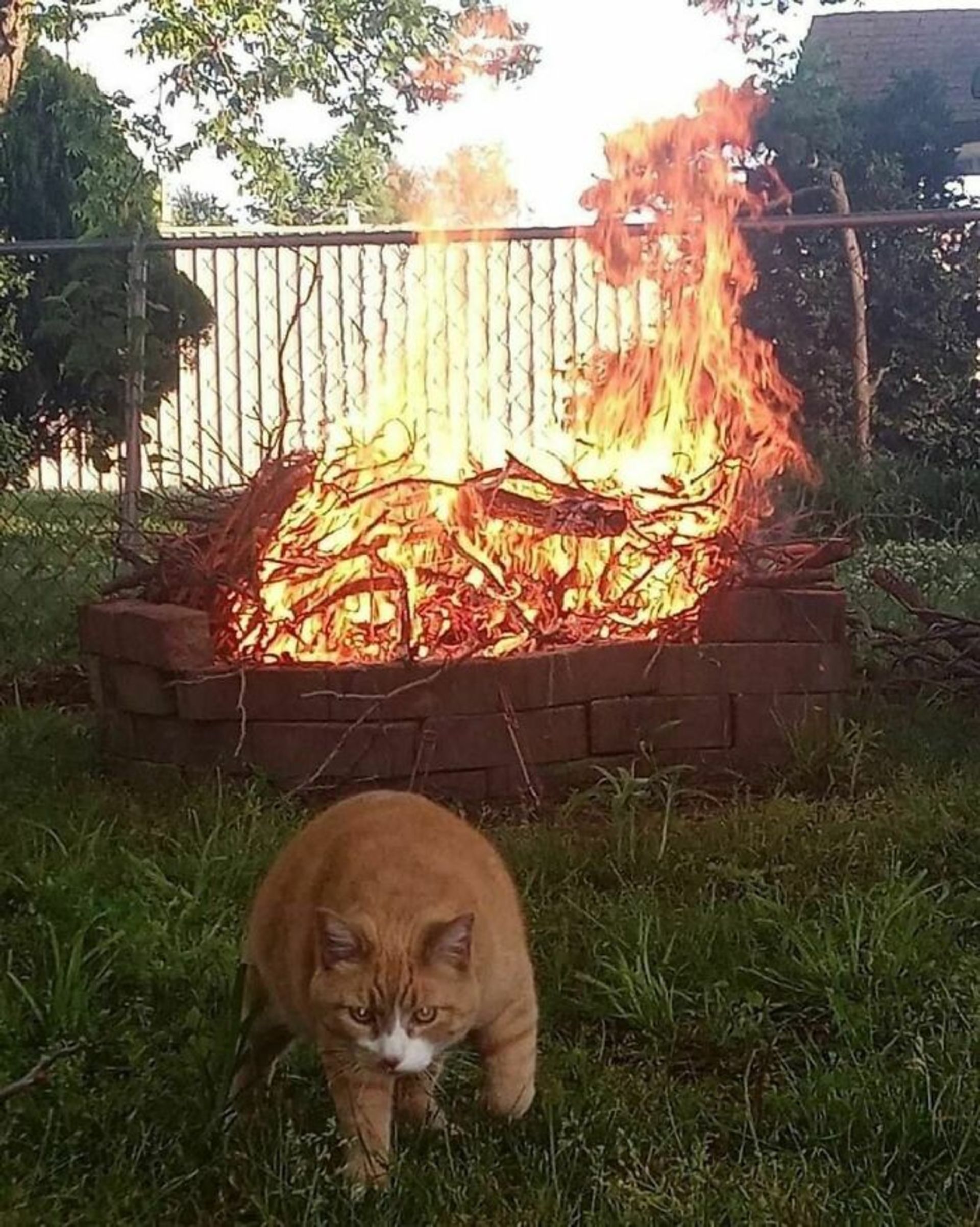 گربه فرار از آتش سوزی