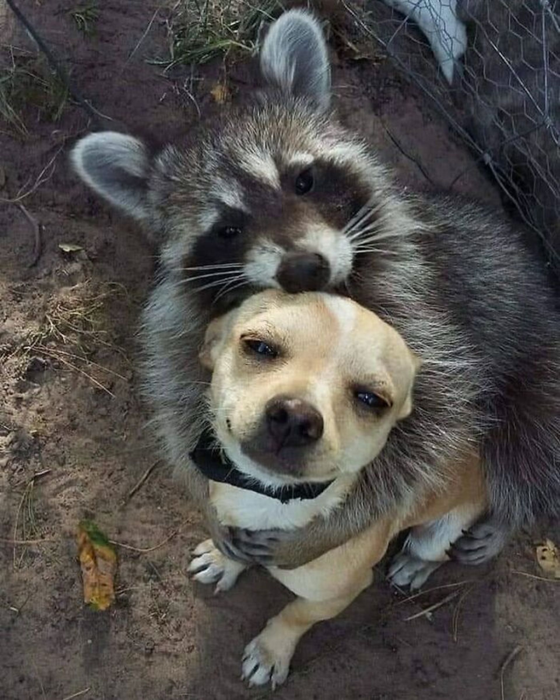 سگ در آغوش راکون