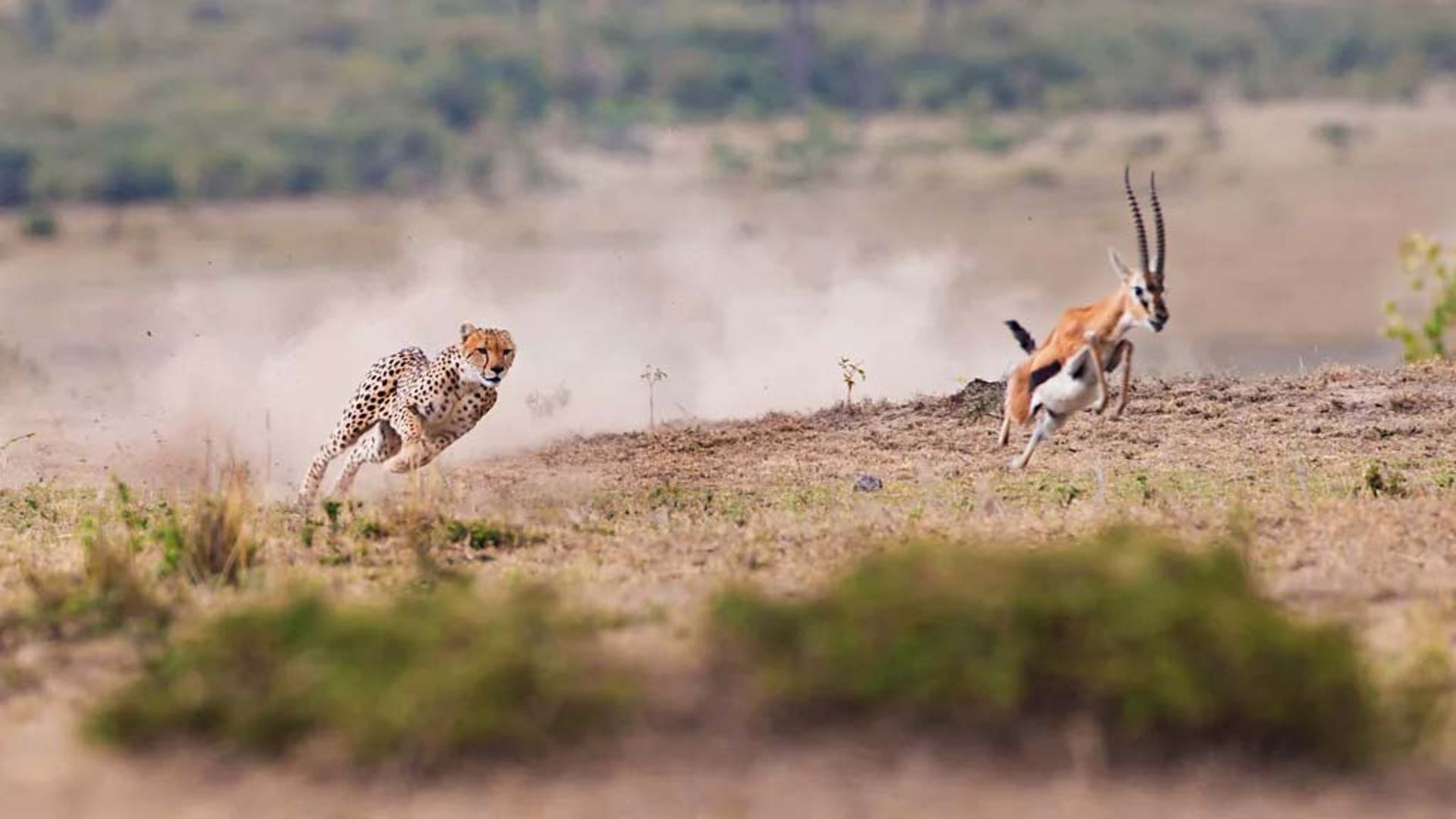 یوزپلنگی در حال دنبال کردن یک ایمپالا
