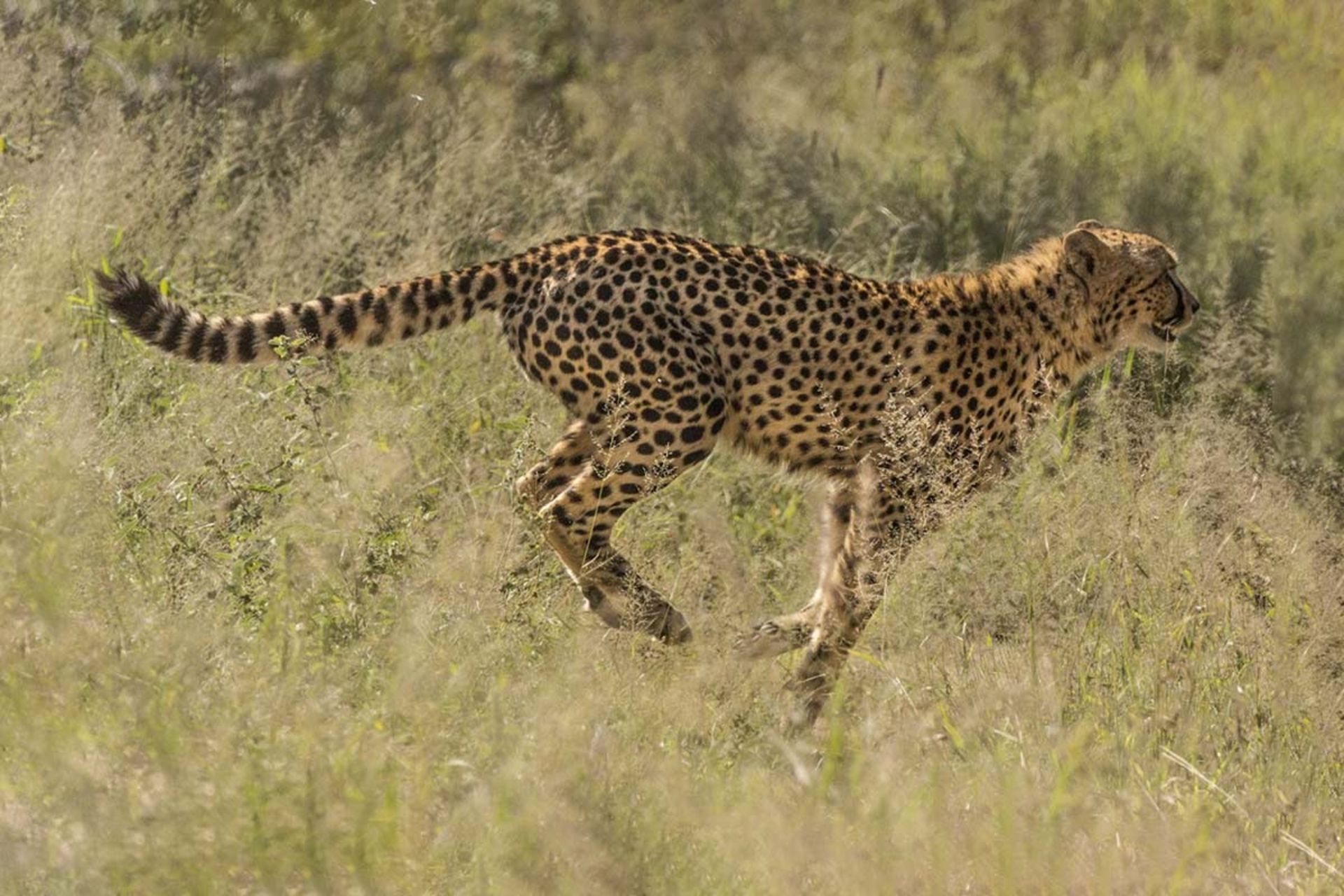 پوزپلنگ در حال دویدن در دشت پارک ملی کروگر