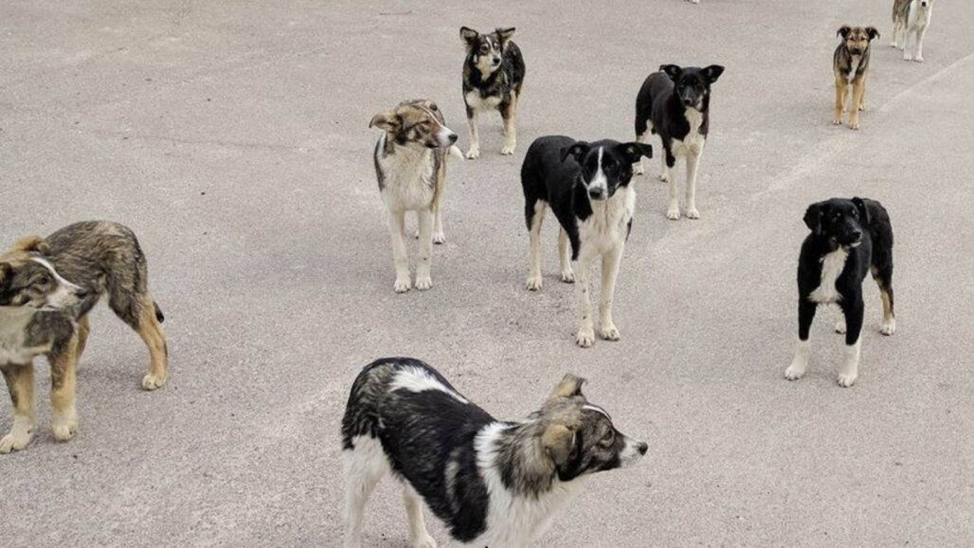 سگ ها در چرنوبیل