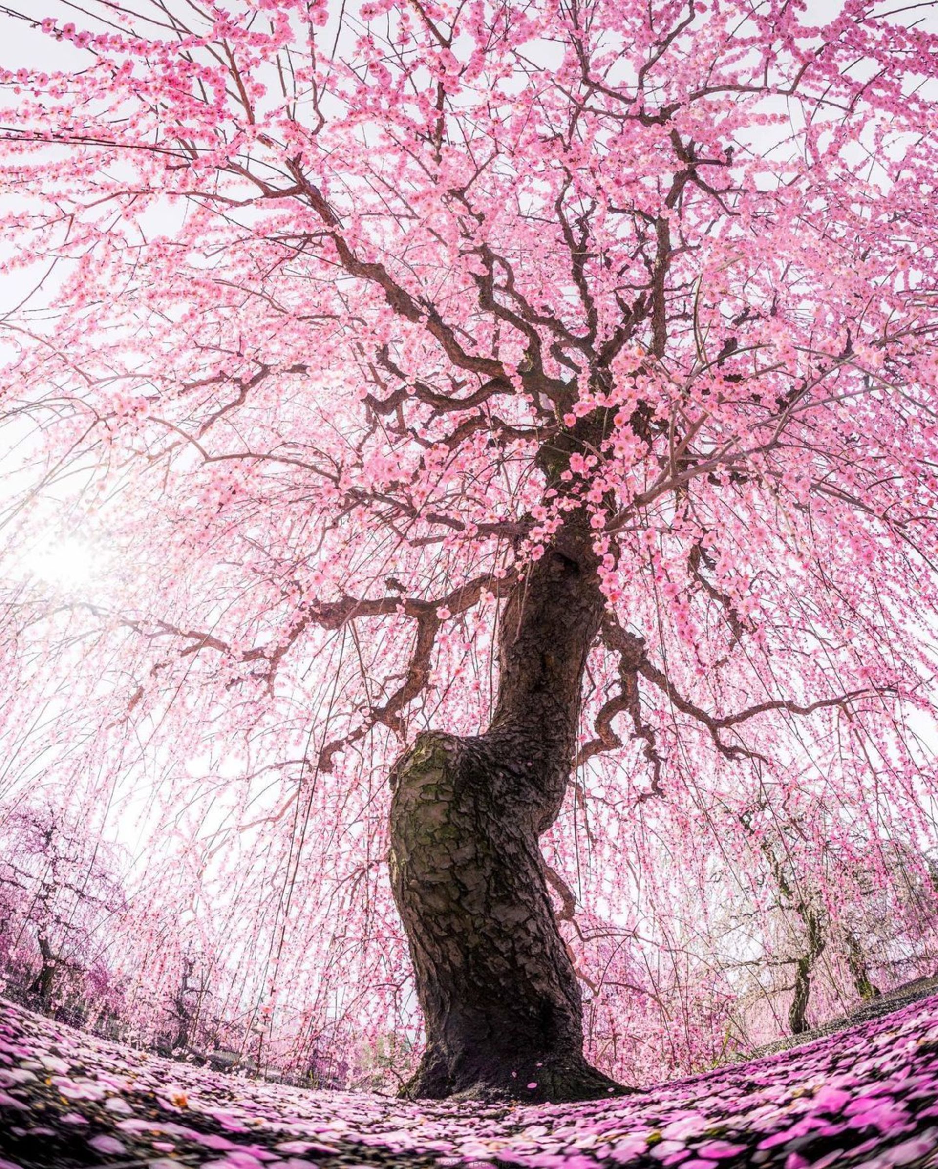 شکوفه گیلاس