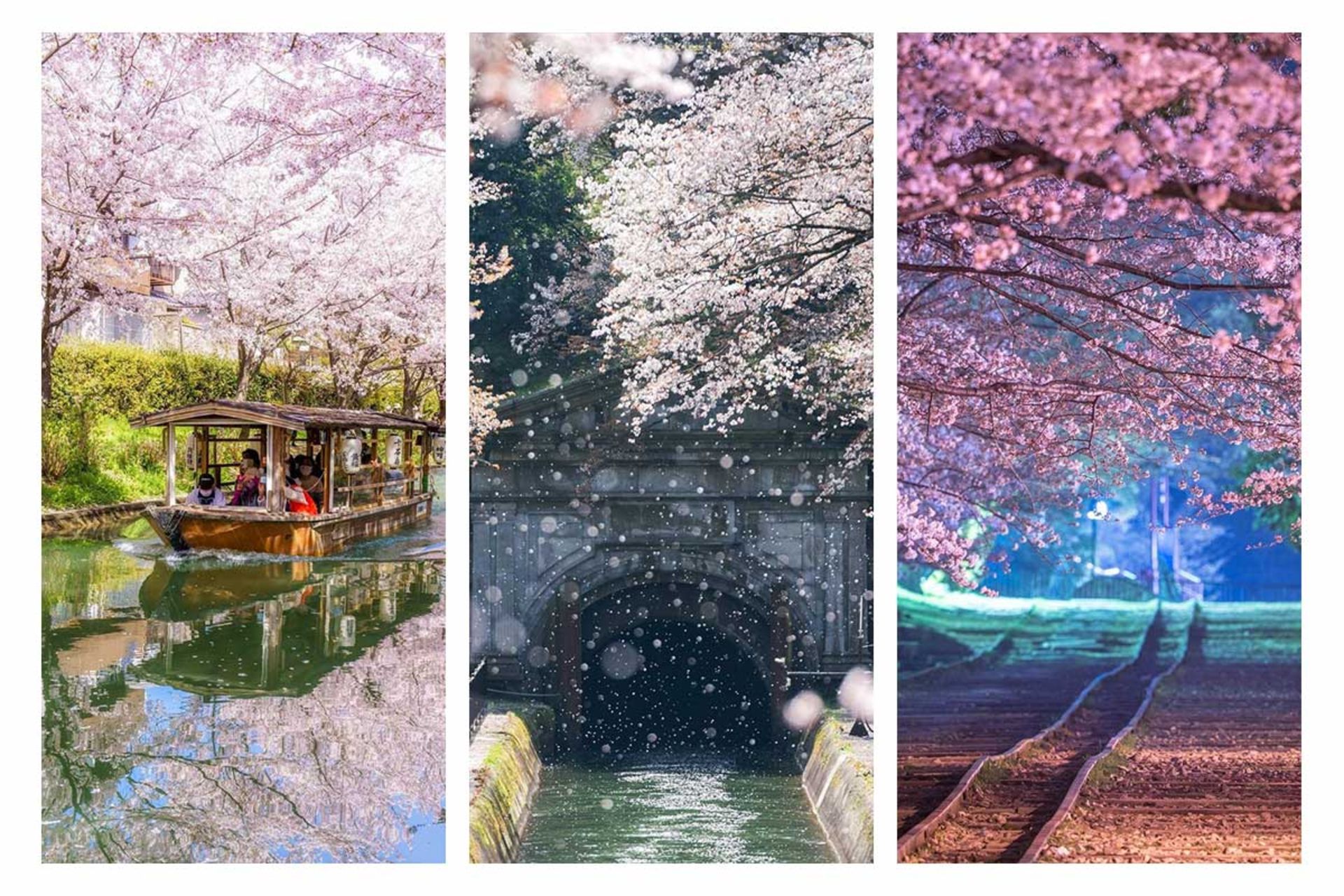 جشنواره شکوفه‌های گیلاس