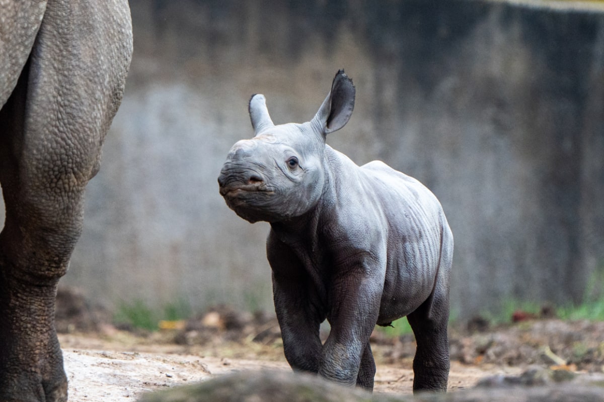 chester zoo baby rhino min 65649e3c3a1d41e6d6a11e04