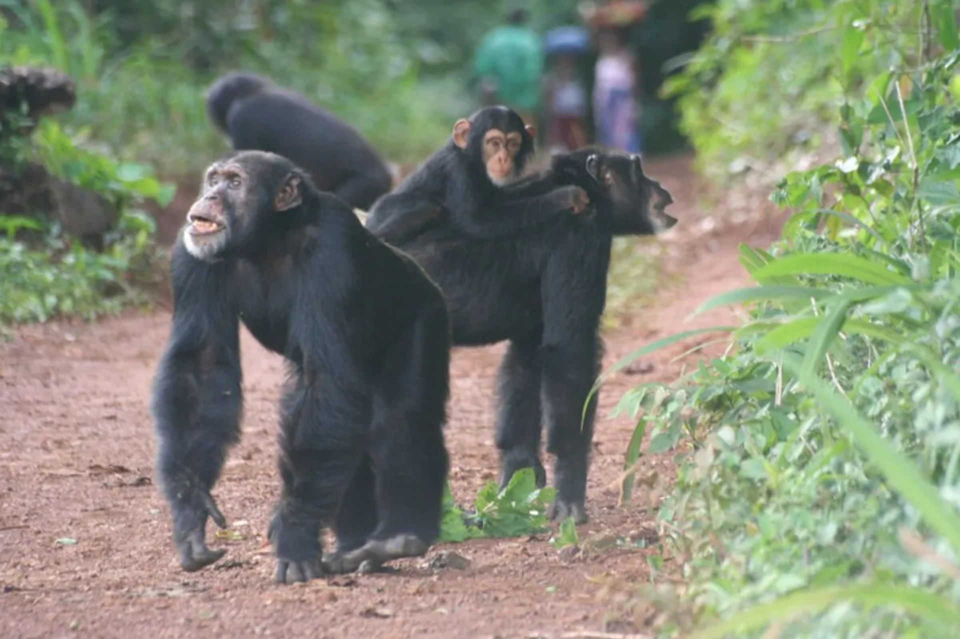 شامپانزه‌ها درحال راه‌رفتن در جاده‌ای هستند که انسان‌ها ساخته‌اند