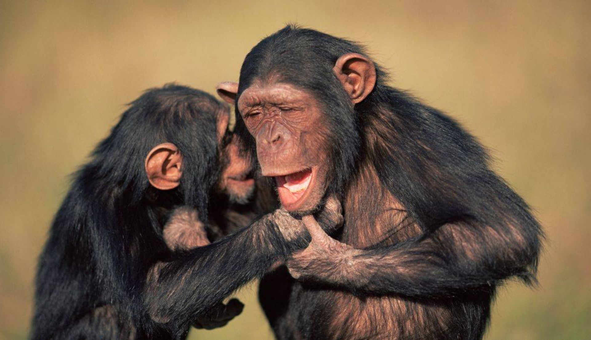 دوستی شامپانزه ها