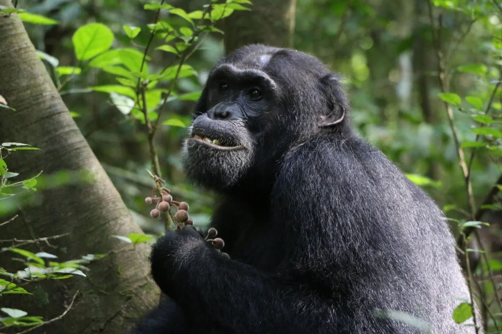 شامپانزه‌ی بیماری در جنگل بودونگو، اوگاندا، از میوه‌ی درخت سنباده تغذیه می‌کند