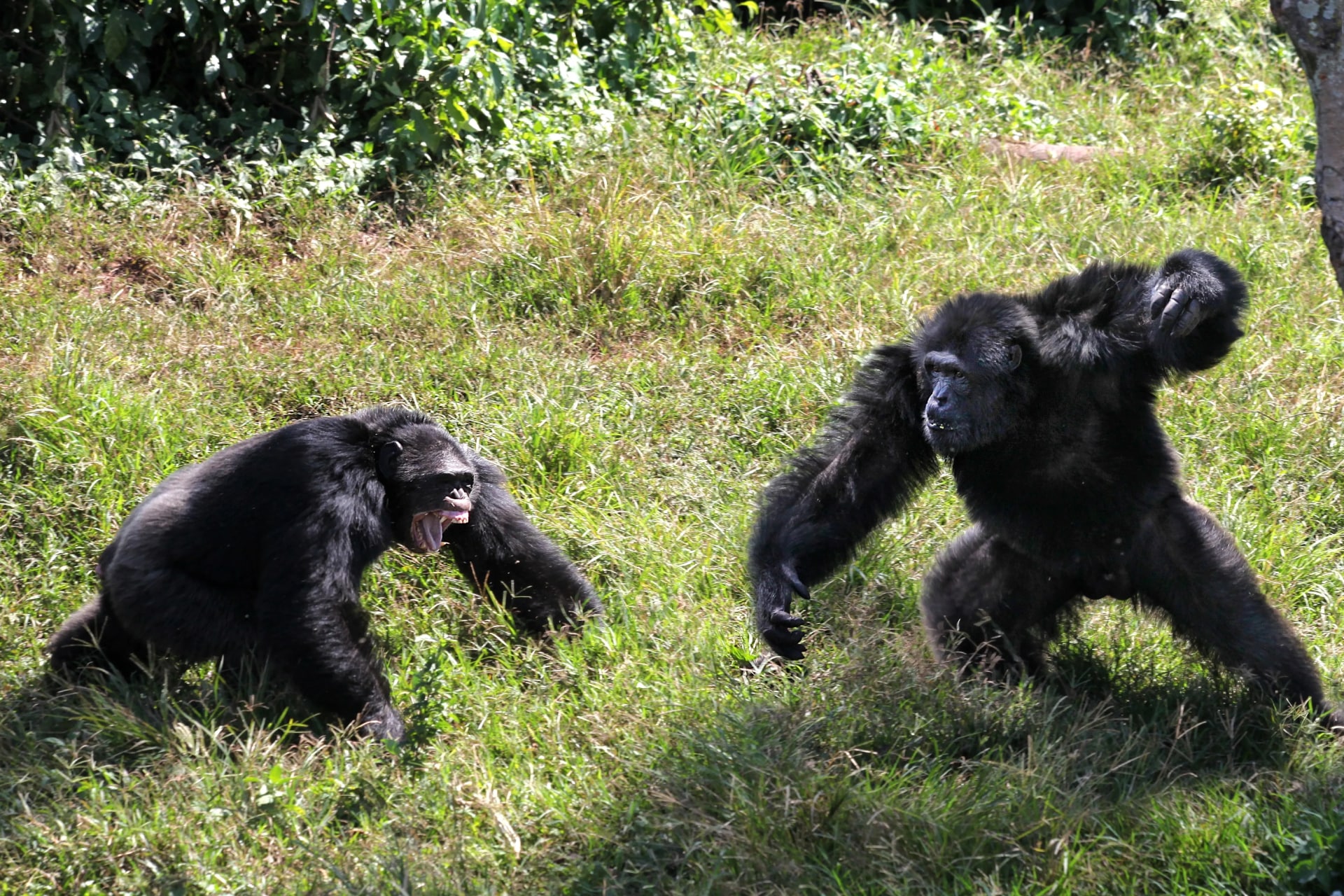 شامپانزه‌ها از استراتژی‌های جنگی انسانی استفاده می‌کنند