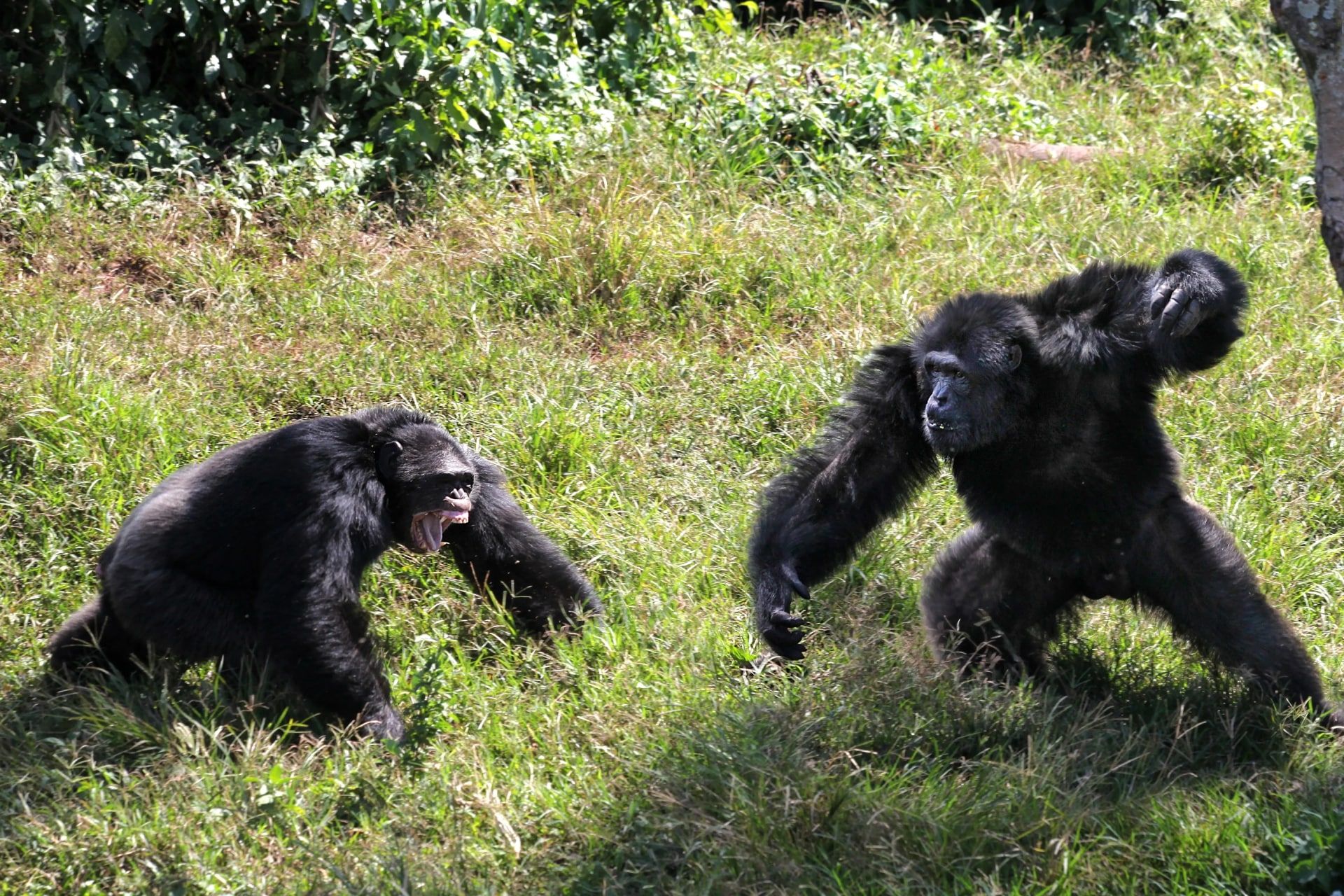 دو شامپانزه در حال دعوا